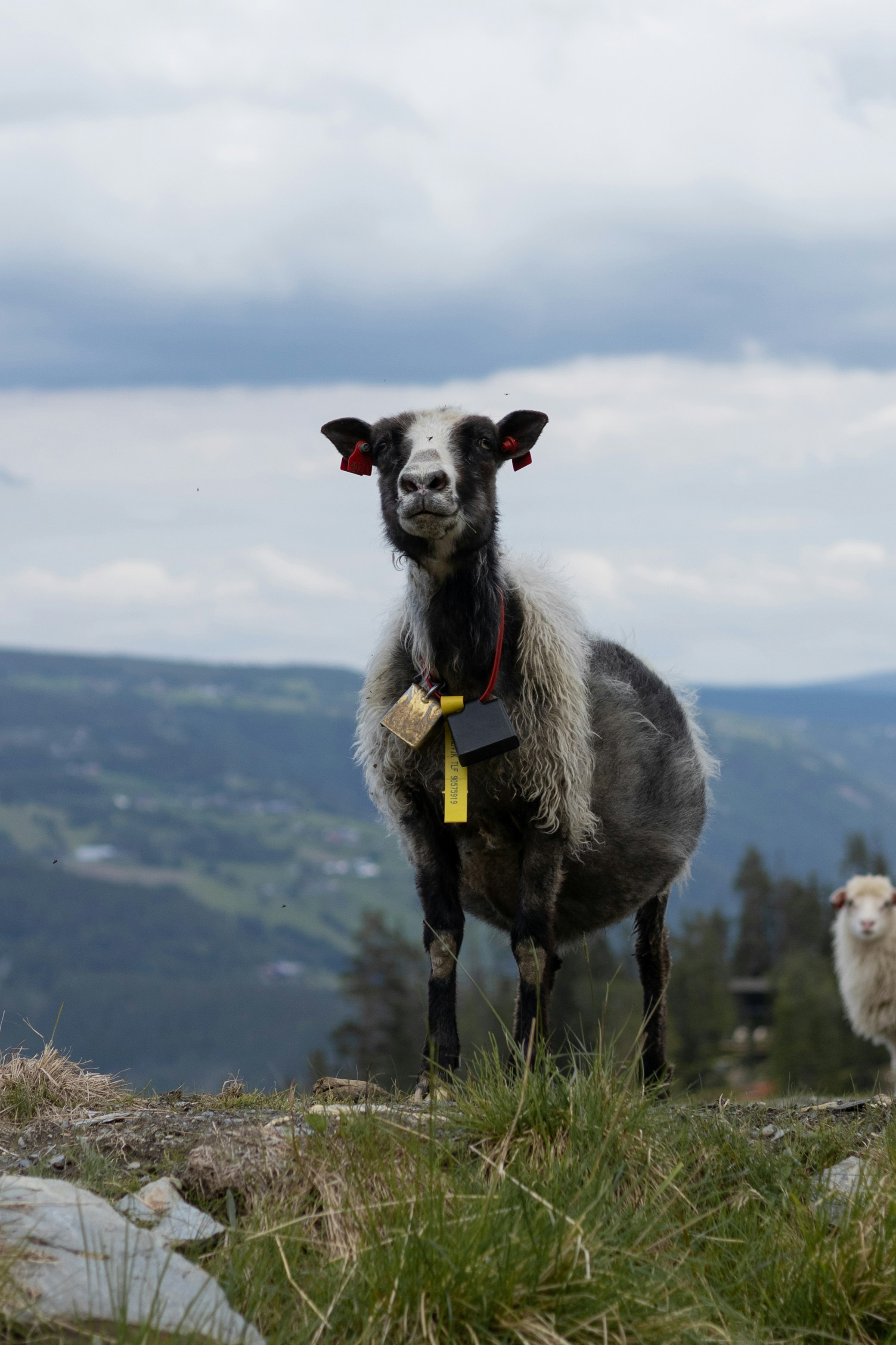 A sheep standing on top of a grass covered hillside