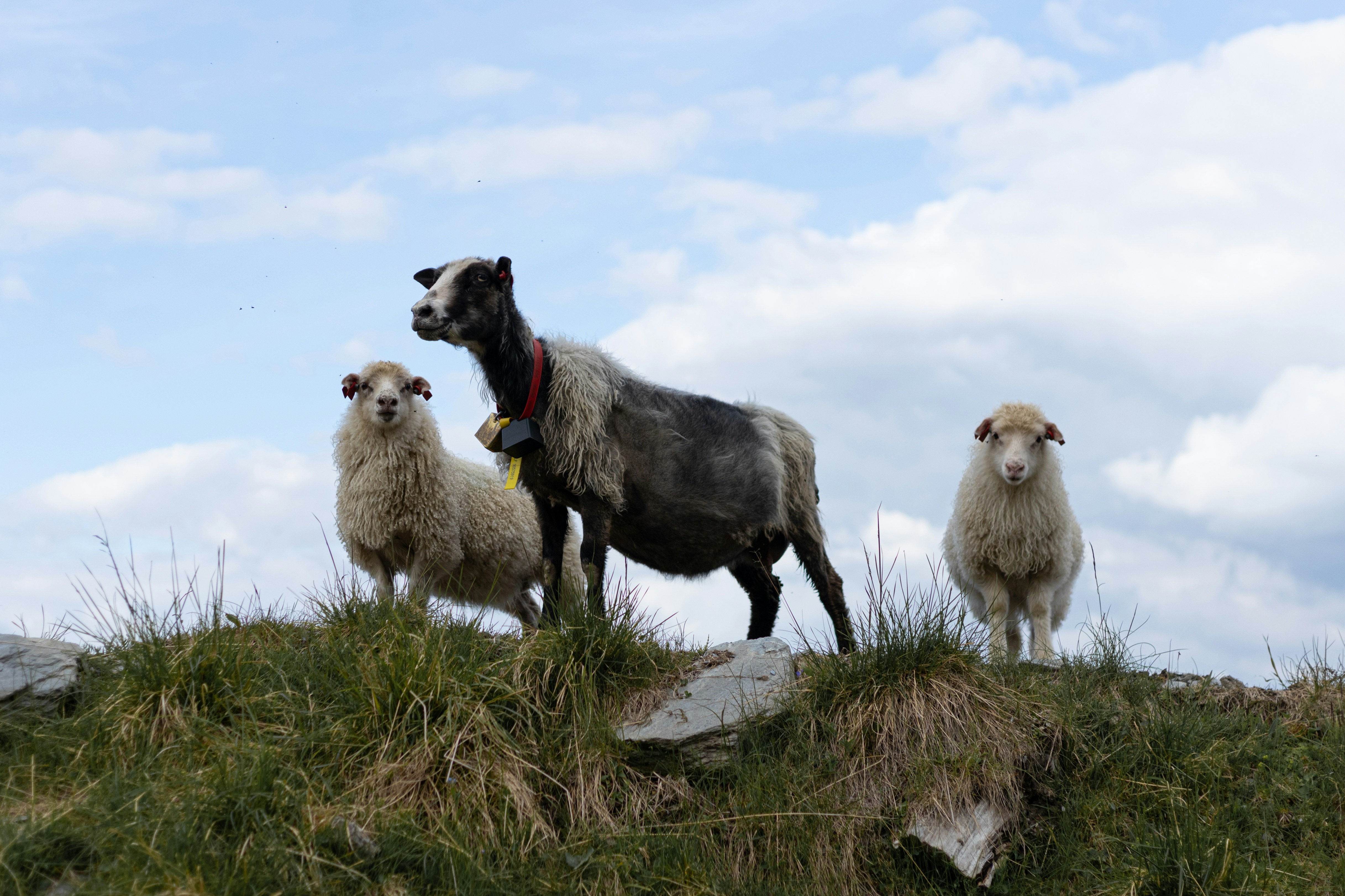 A group of sheep standing on top of a grass covered hill