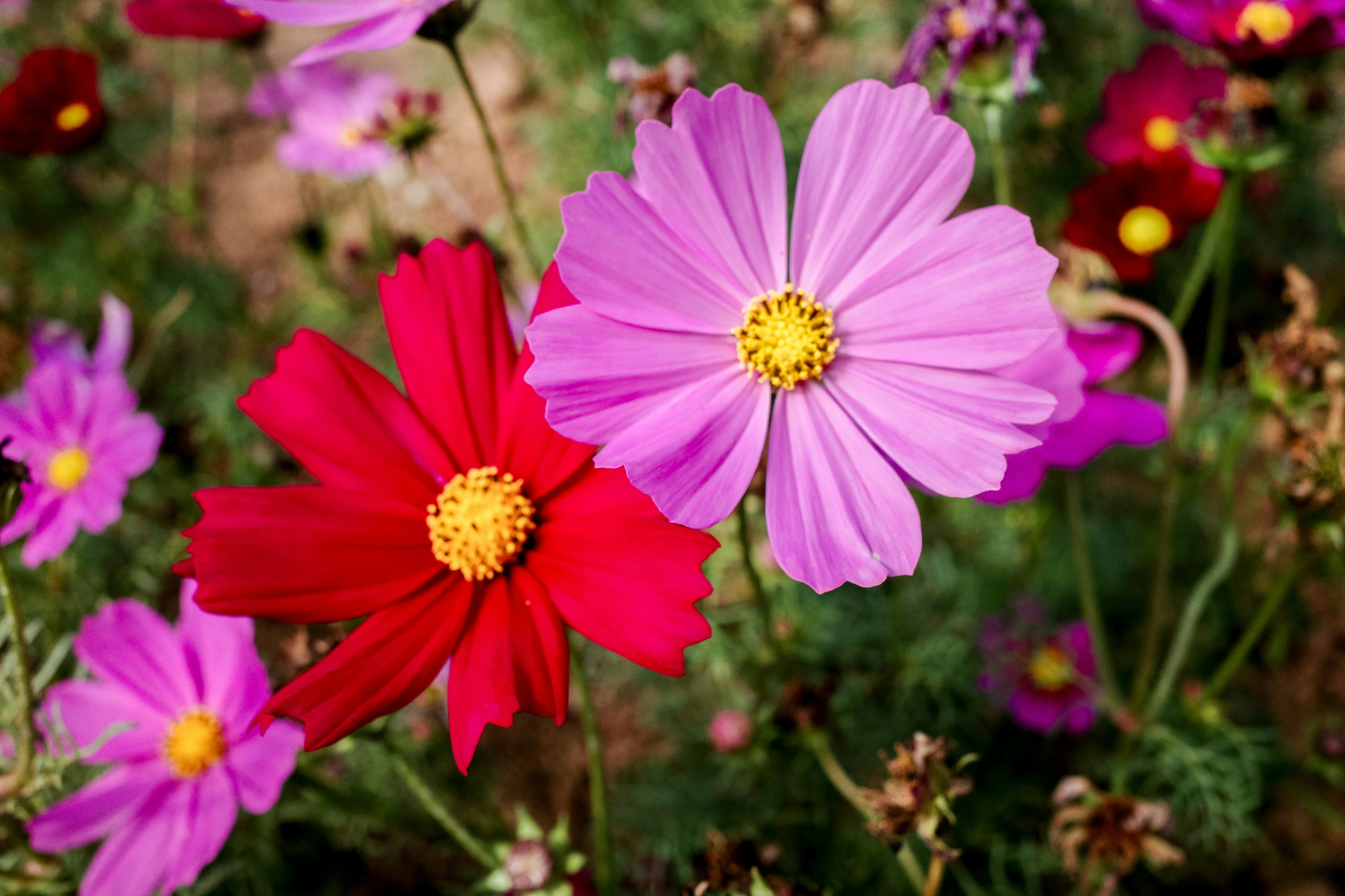 Photo by dickenslin76