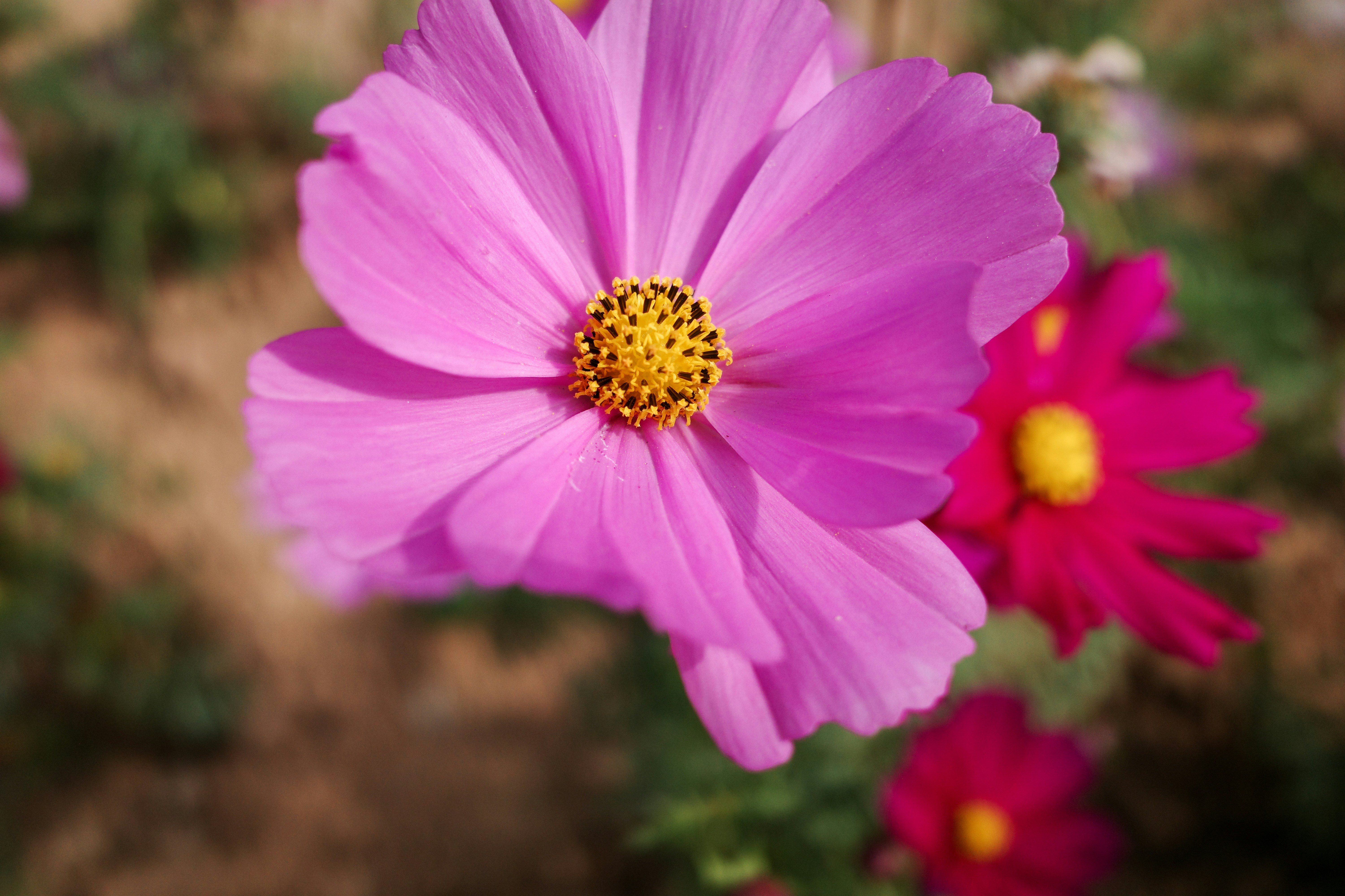 Photo by dickenslin76