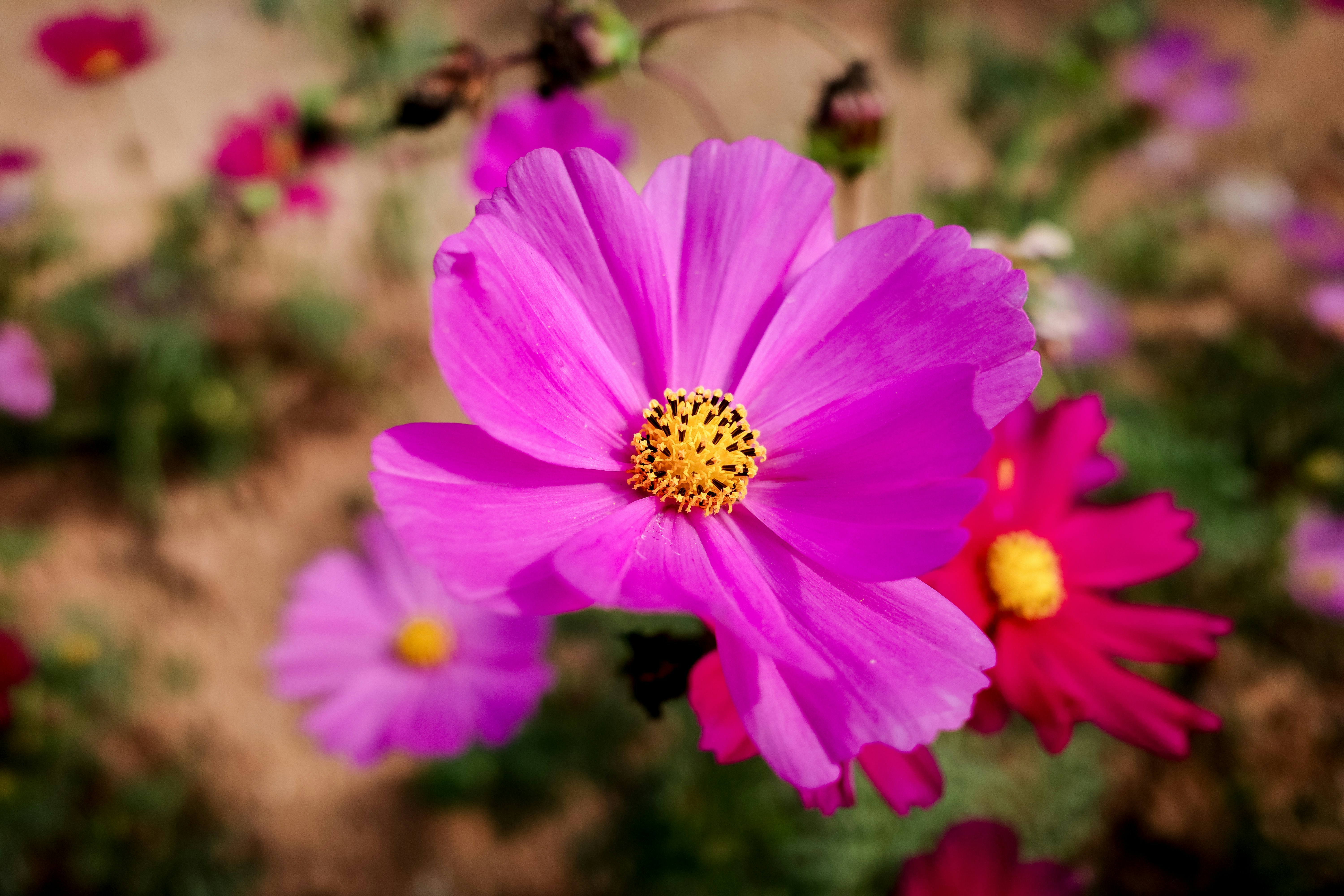 Photo by dickenslin76