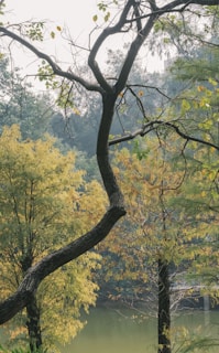 A bench sitting next to a tree near a body of water