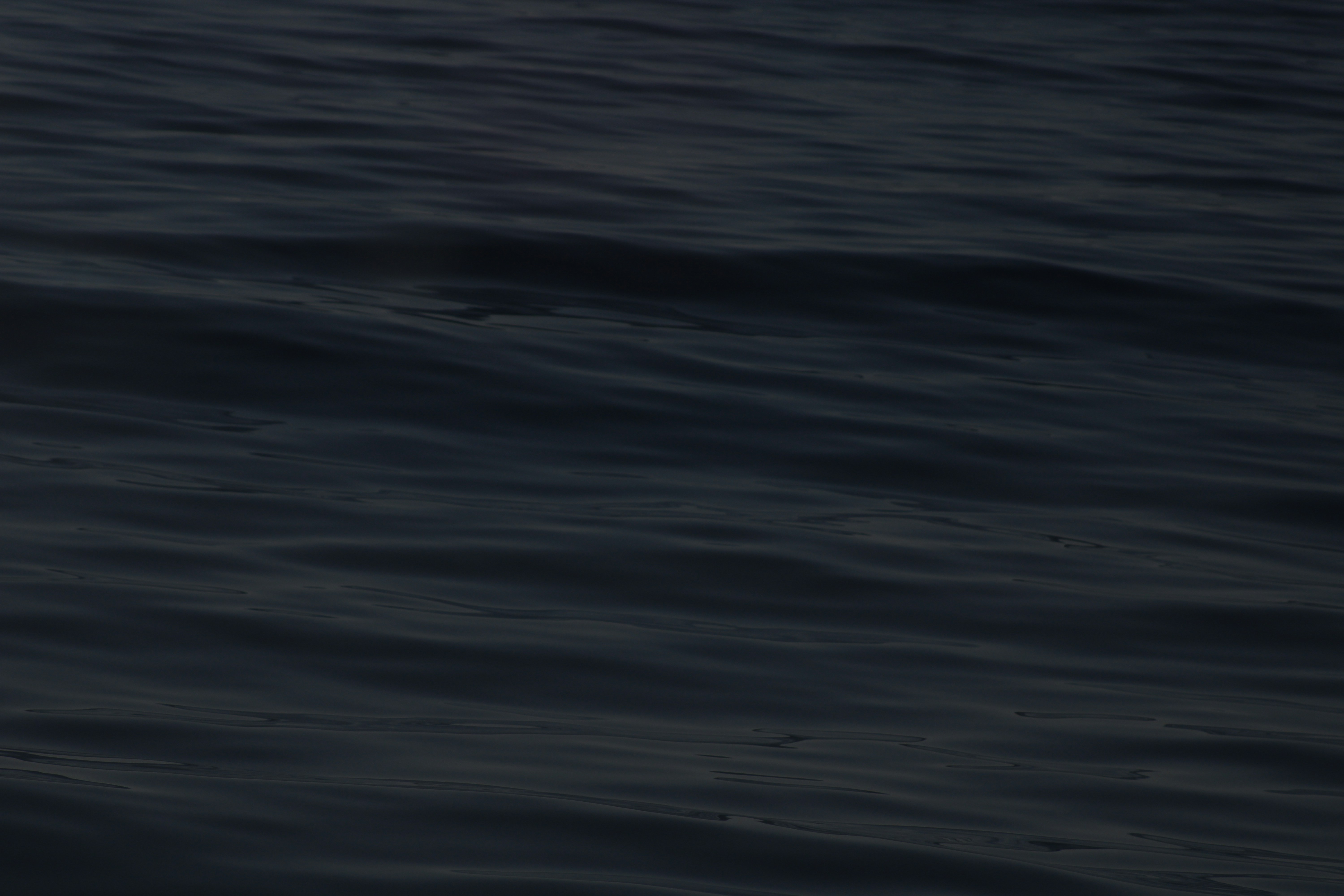 A bird flying over a body of water