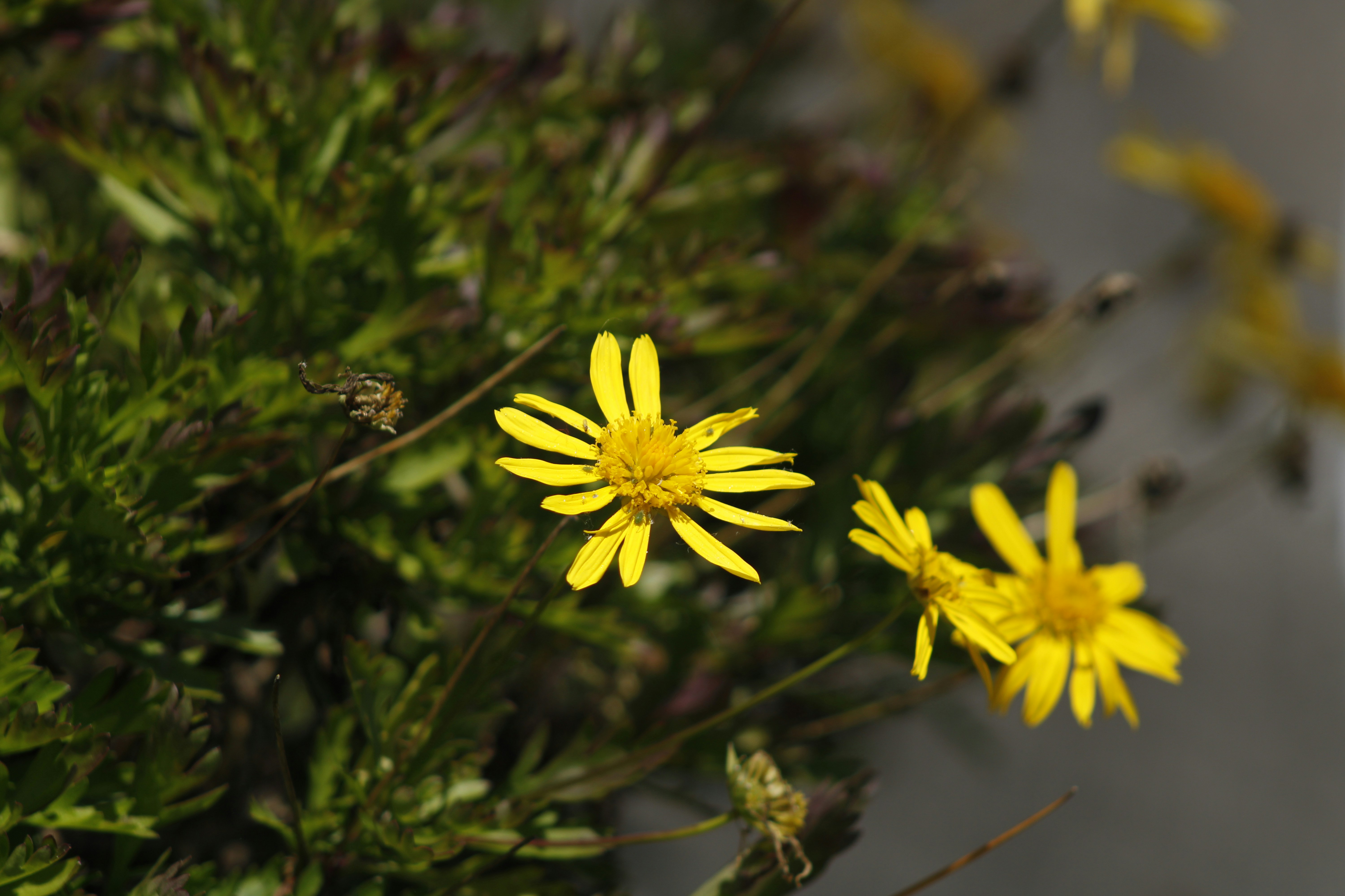 Photo by yenniferfilms