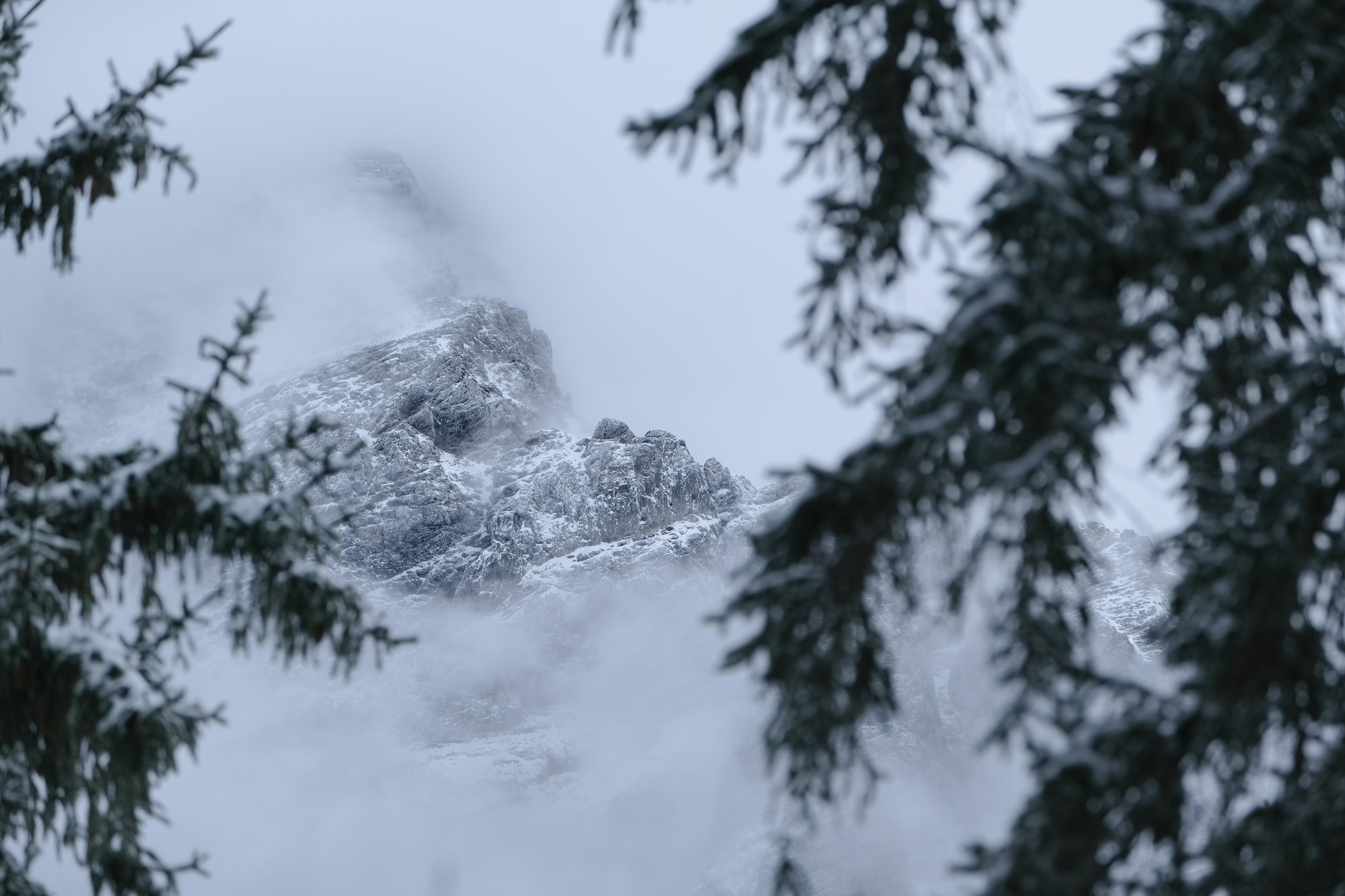 A snowy mountain is seen through the branches of a tree