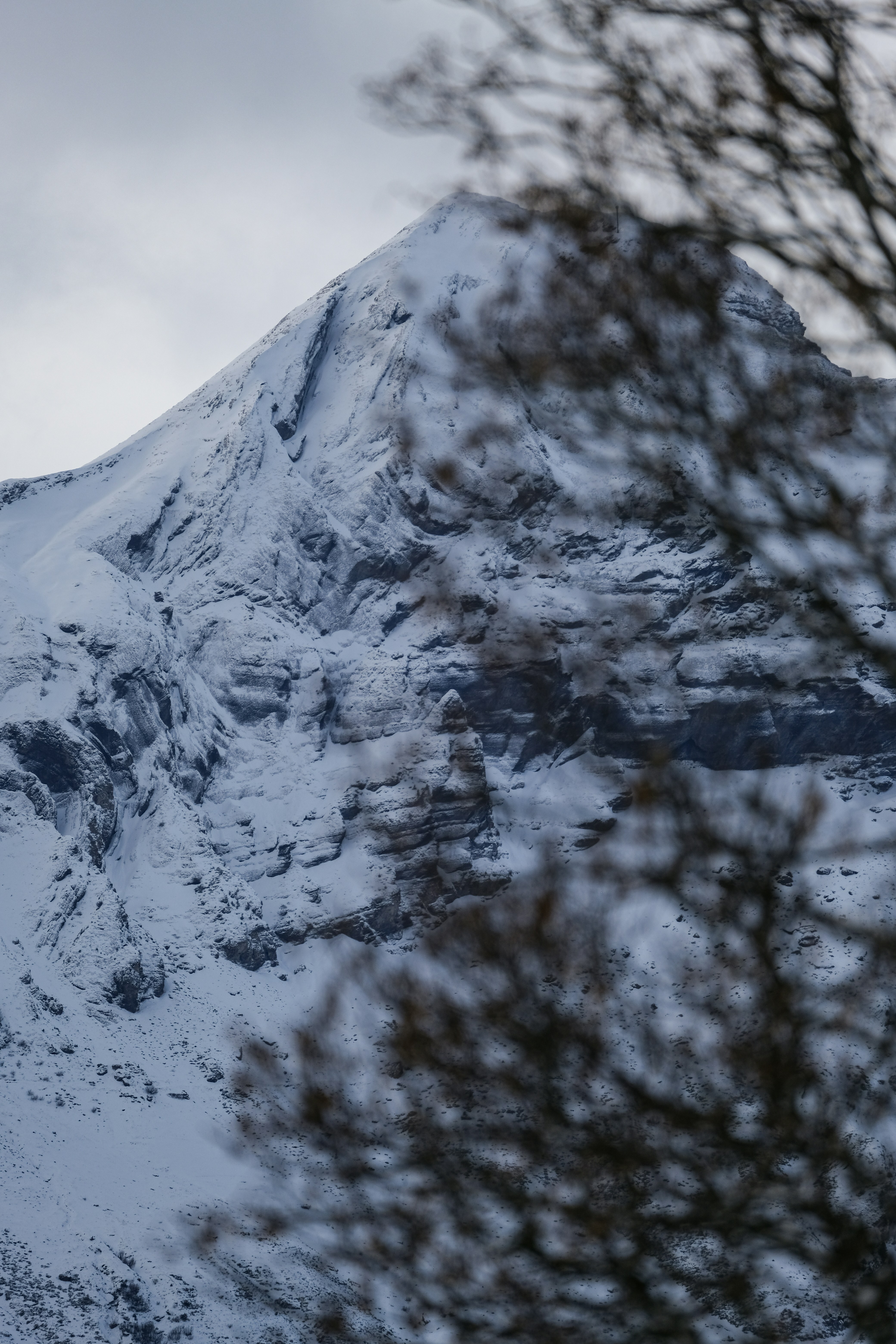 A snow covered mountain with trees in the foreground