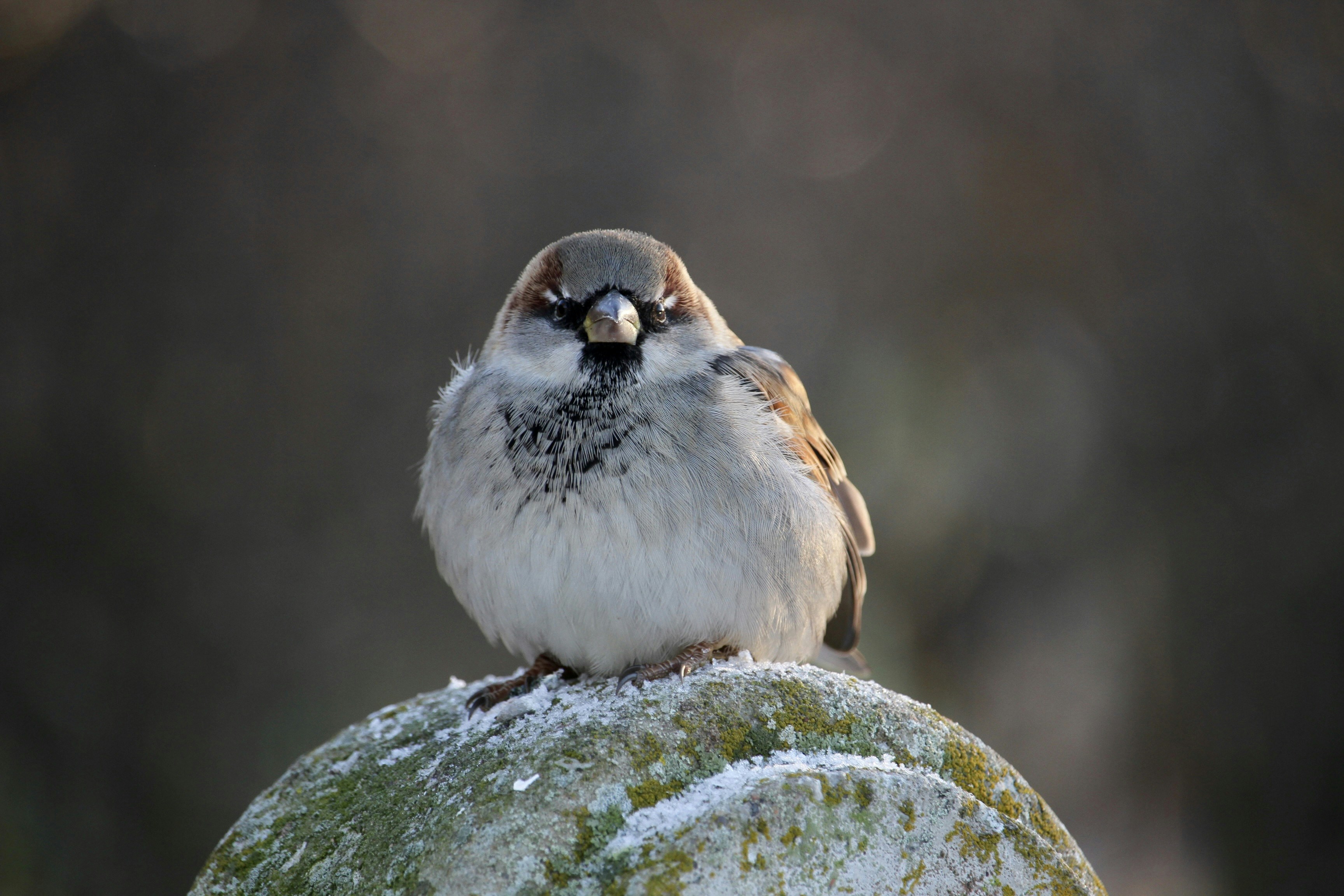 A small bird sitting on top of a moss covered rock