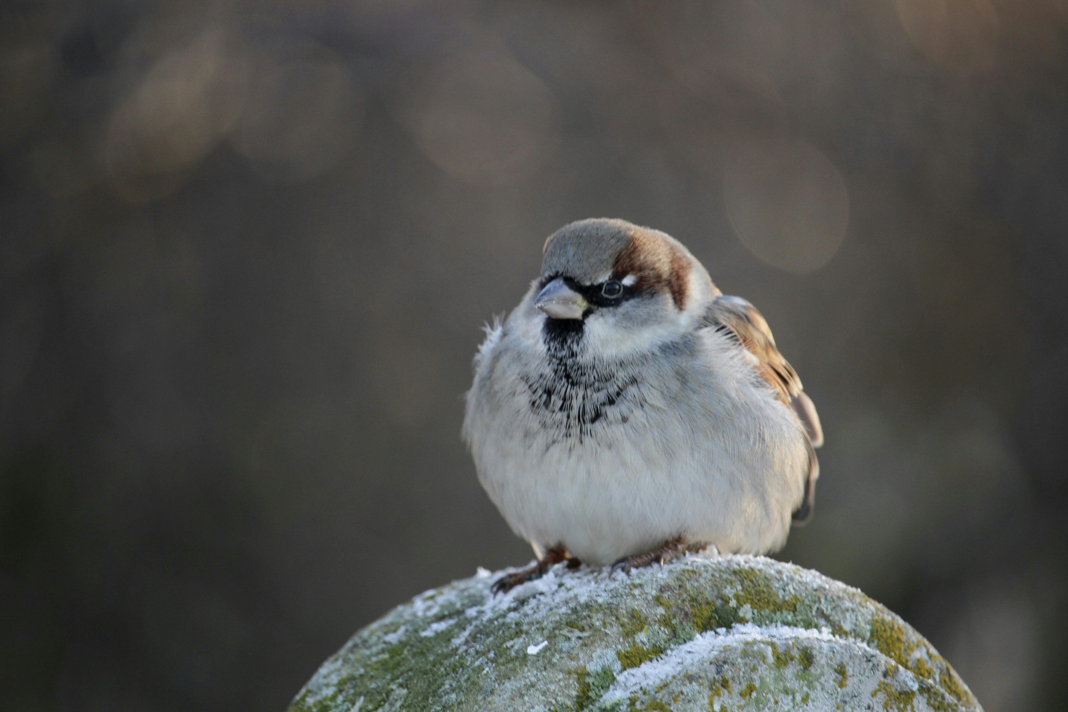 A small bird sitting on top of a rock