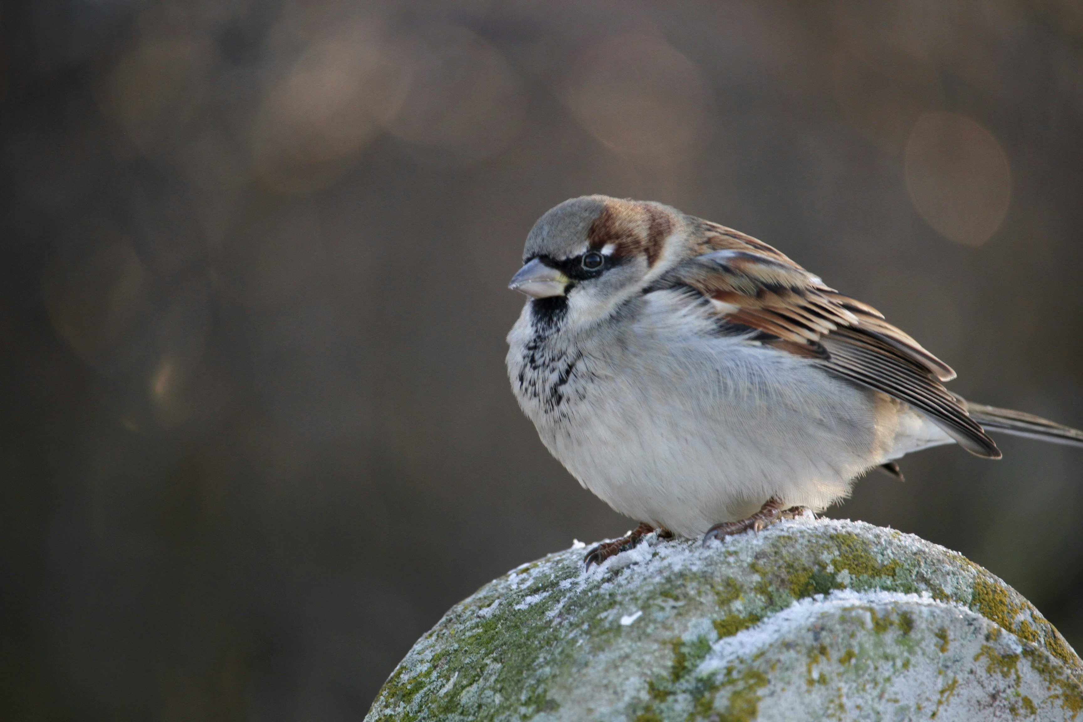A small bird sitting on top of a moss covered rock