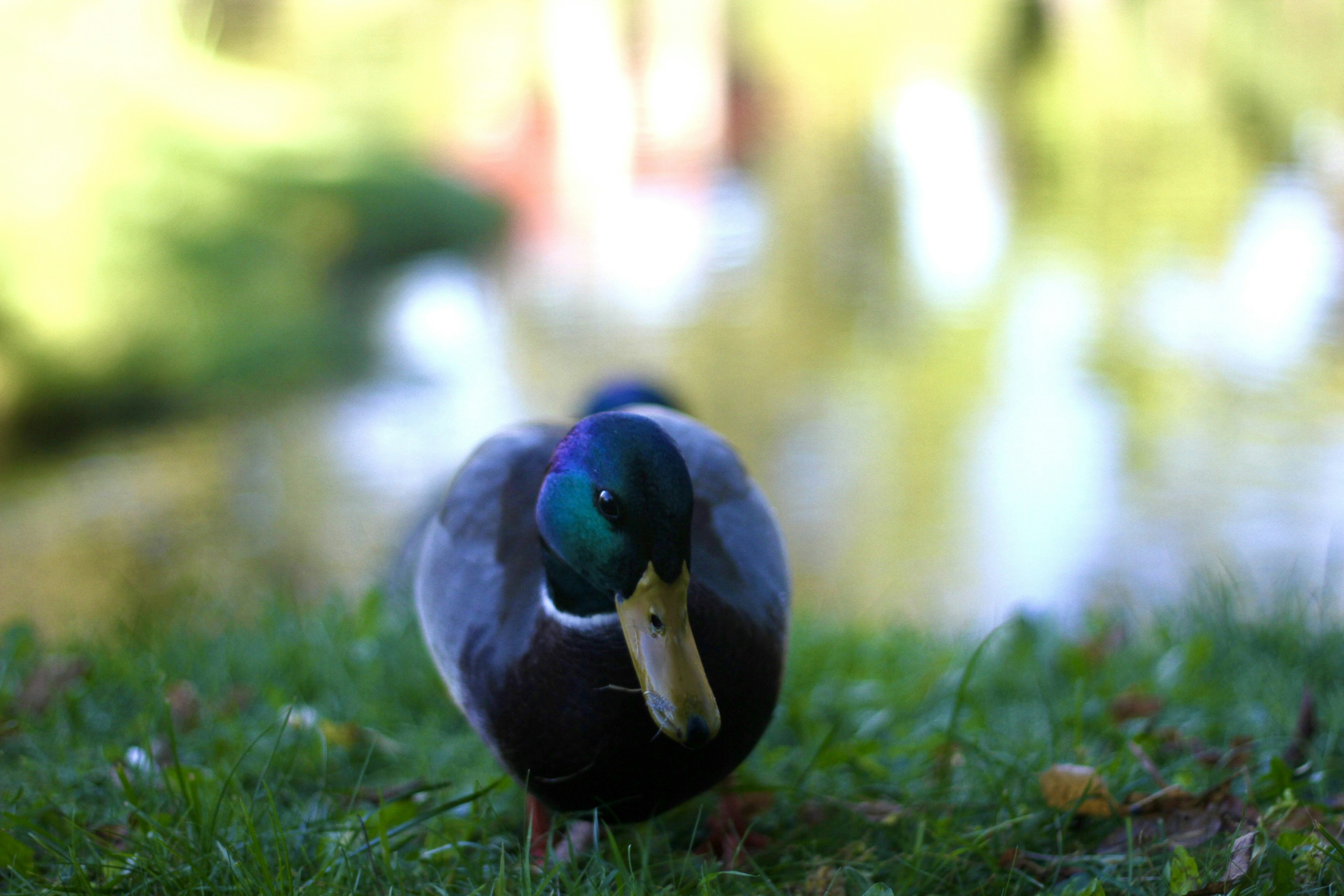 A close up of a duck on a grass field