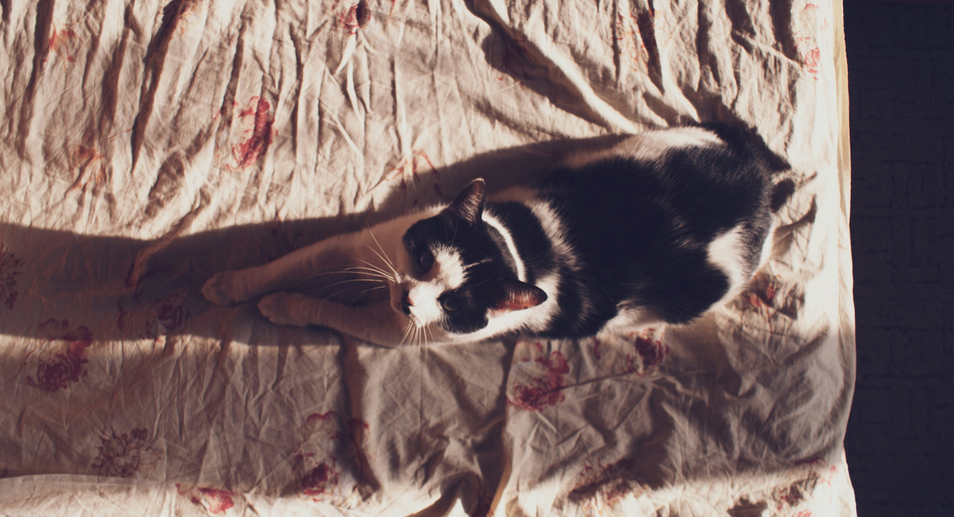 photo-1734258634333-05300dfeed22?ixid=M3