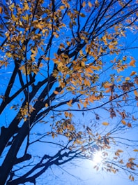 The sun shines through the leaves of a tree