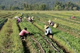A group of people working in a field