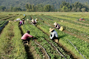 A group of people working in a field