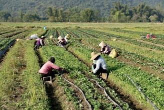A group of people working in a field