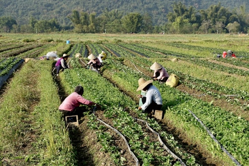 A group of people working in a field
