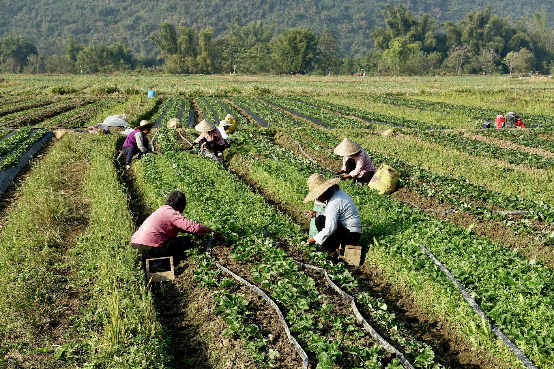 A group of people working in a field