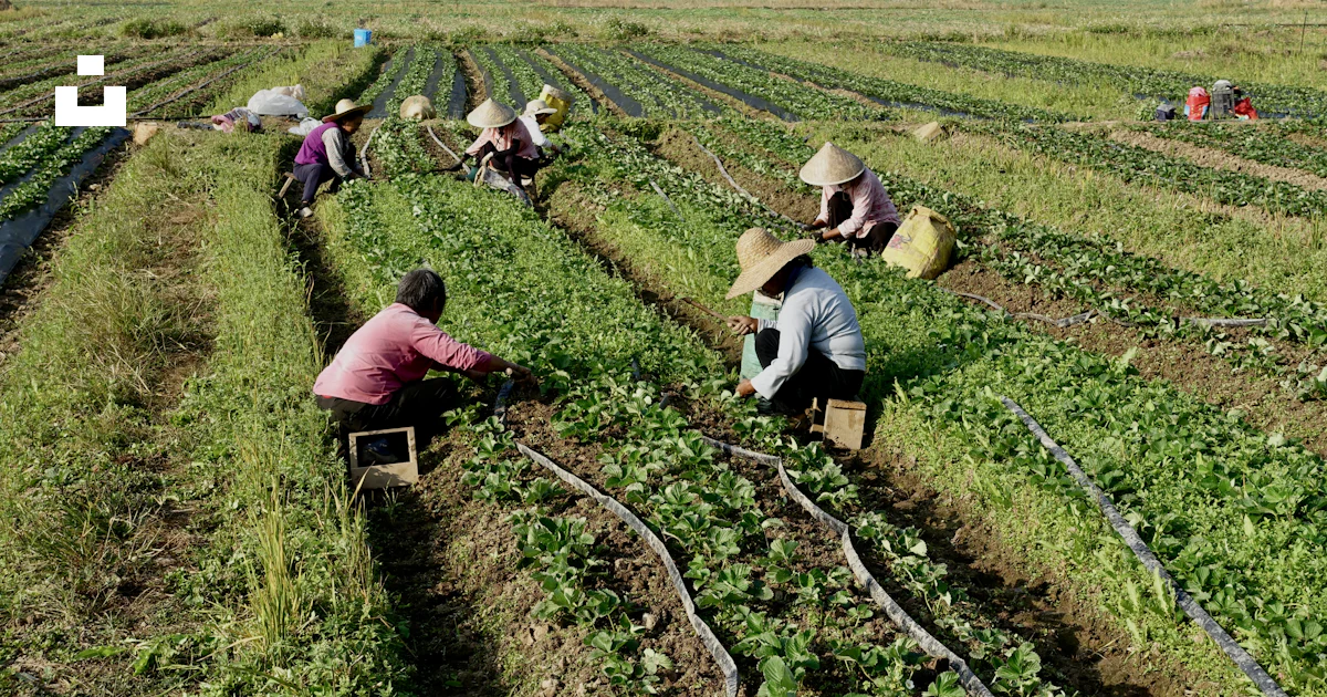 Work In Fields A group of people working in a field photo – Free Man Image on Unsplash