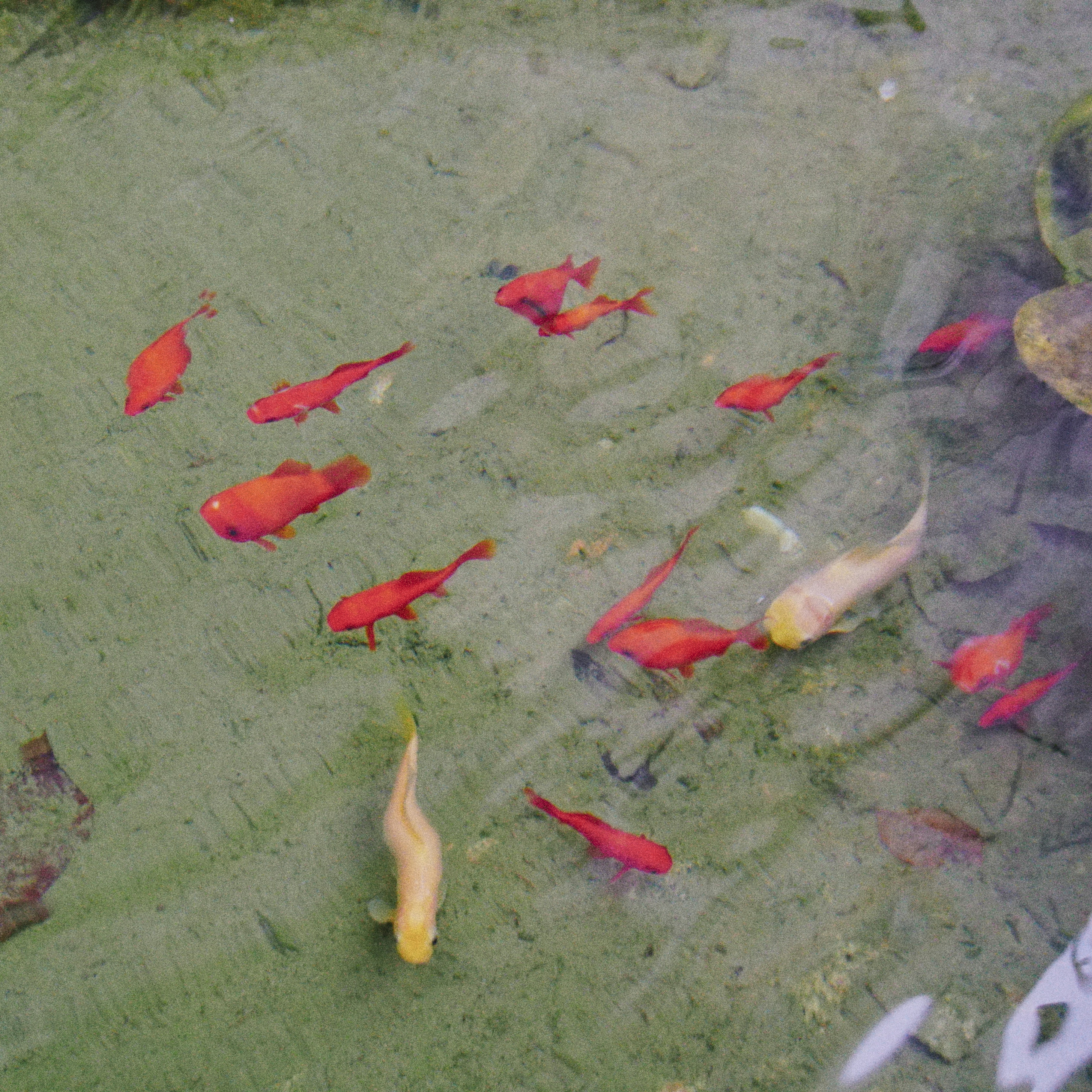 미니 수련 키우기 및 어항 수초 관리 이미지2