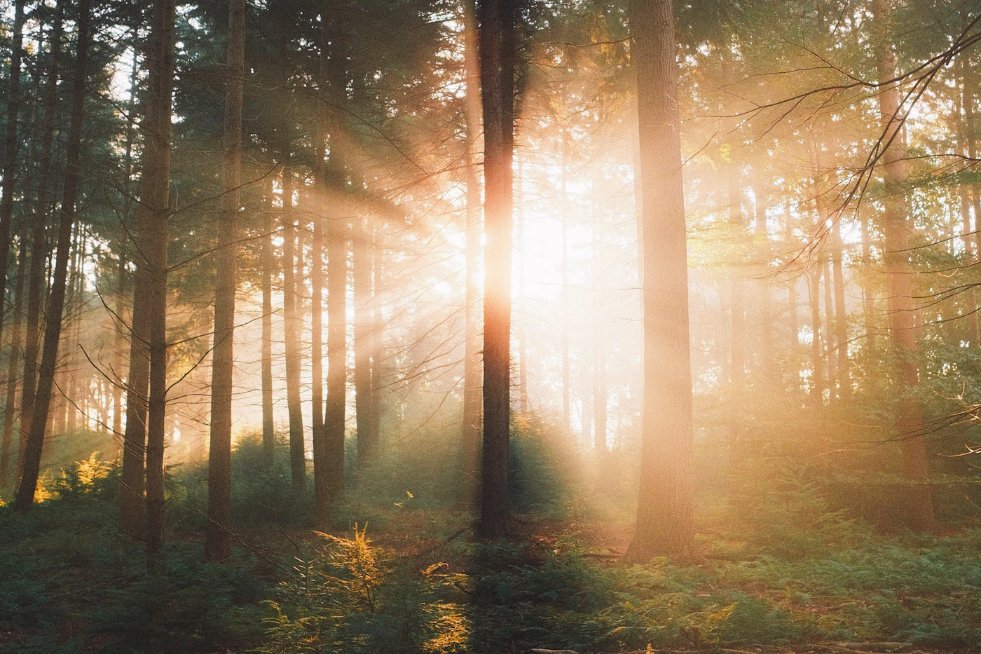 Morgensonne zwischen Bäumen als ruhiger Gegenpol zum Stress im Kopf