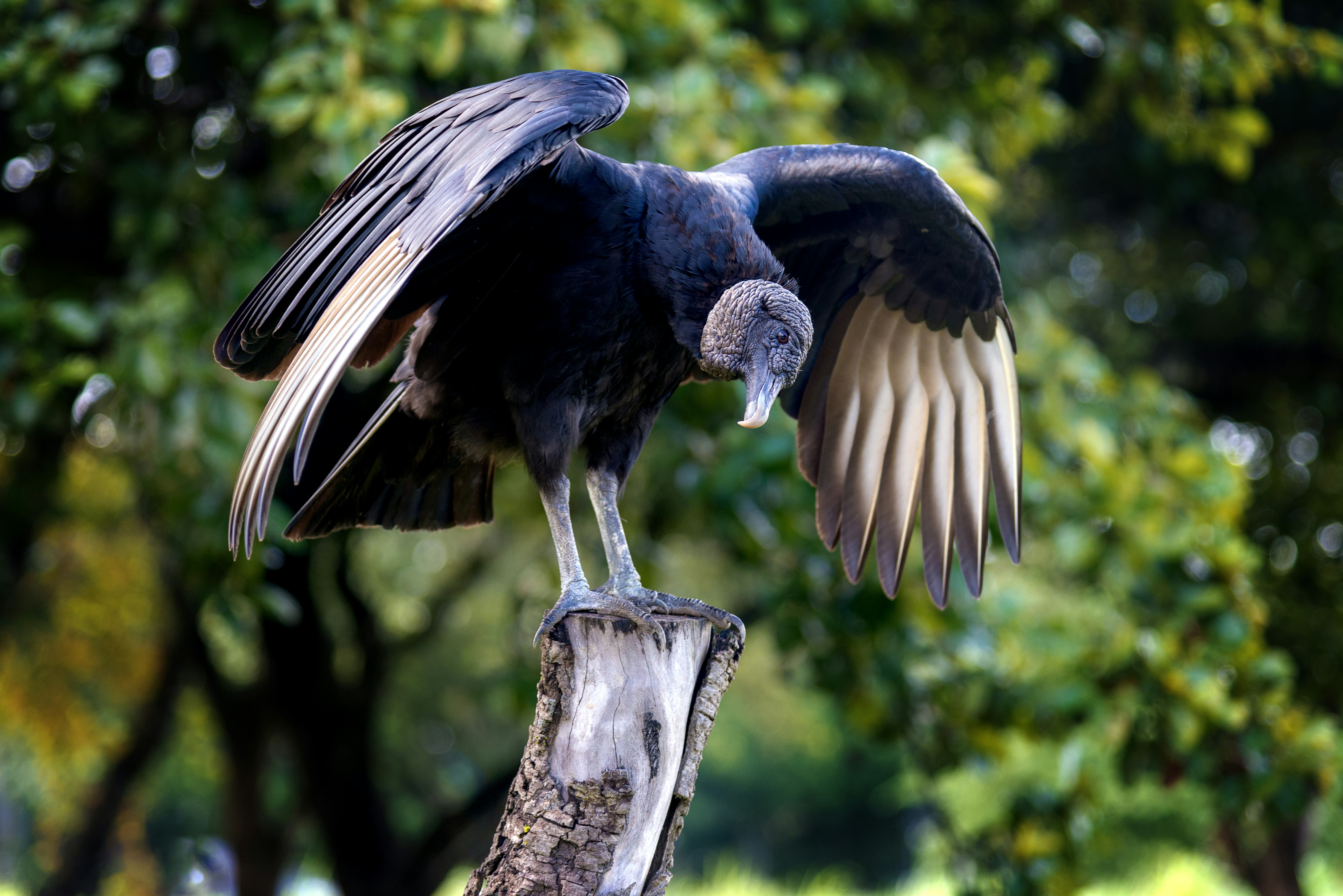 Liberia Travel: 8 Nature Parks and Wildlife Areas Explained