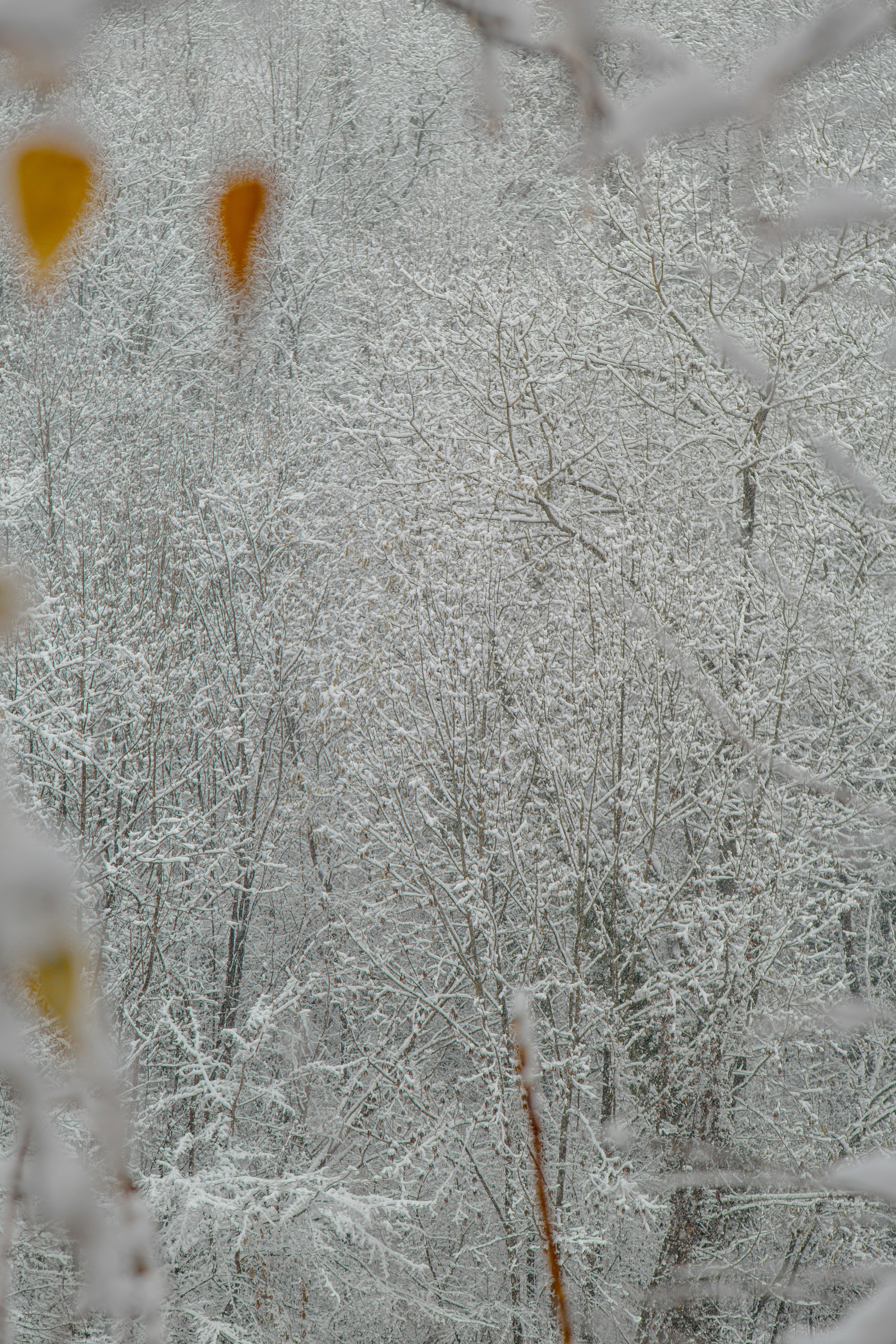 Photo by i_am_simoesse