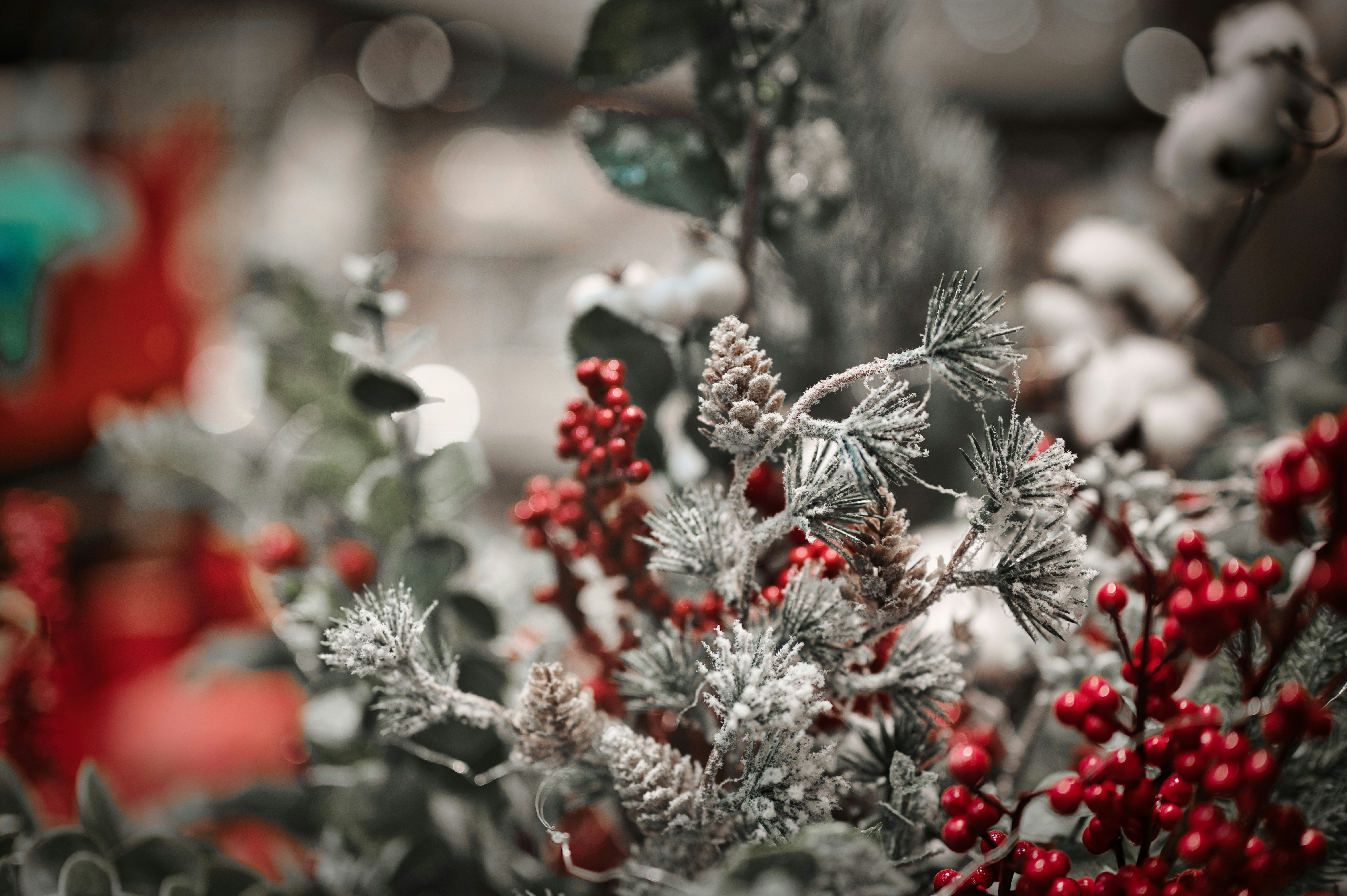 A close up of a bush with red berries