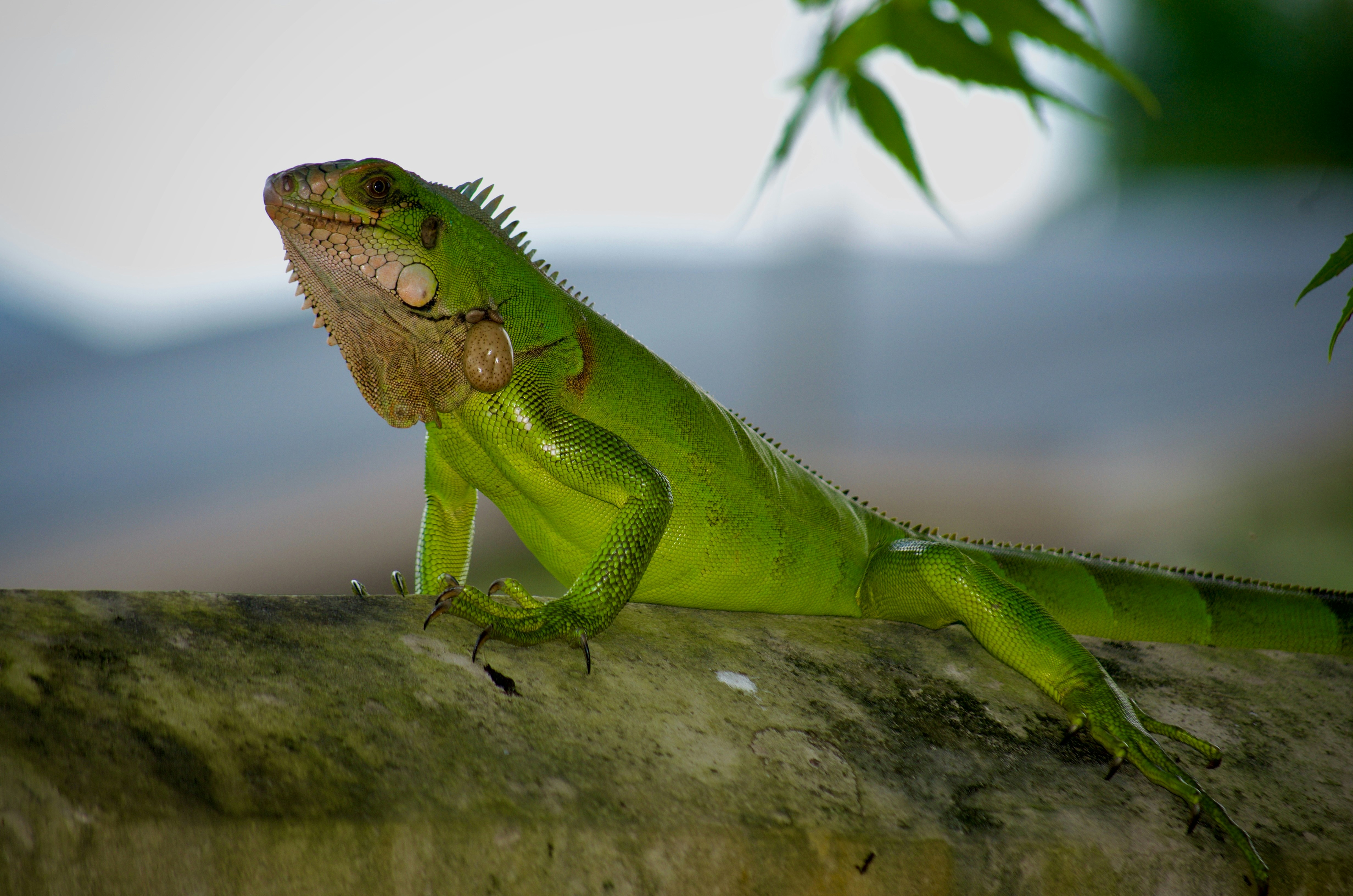 Stay online in the Suriname with a prepaid eSIM from eSIMlii. Instant activation, no roaming charges, and reliable coverage.