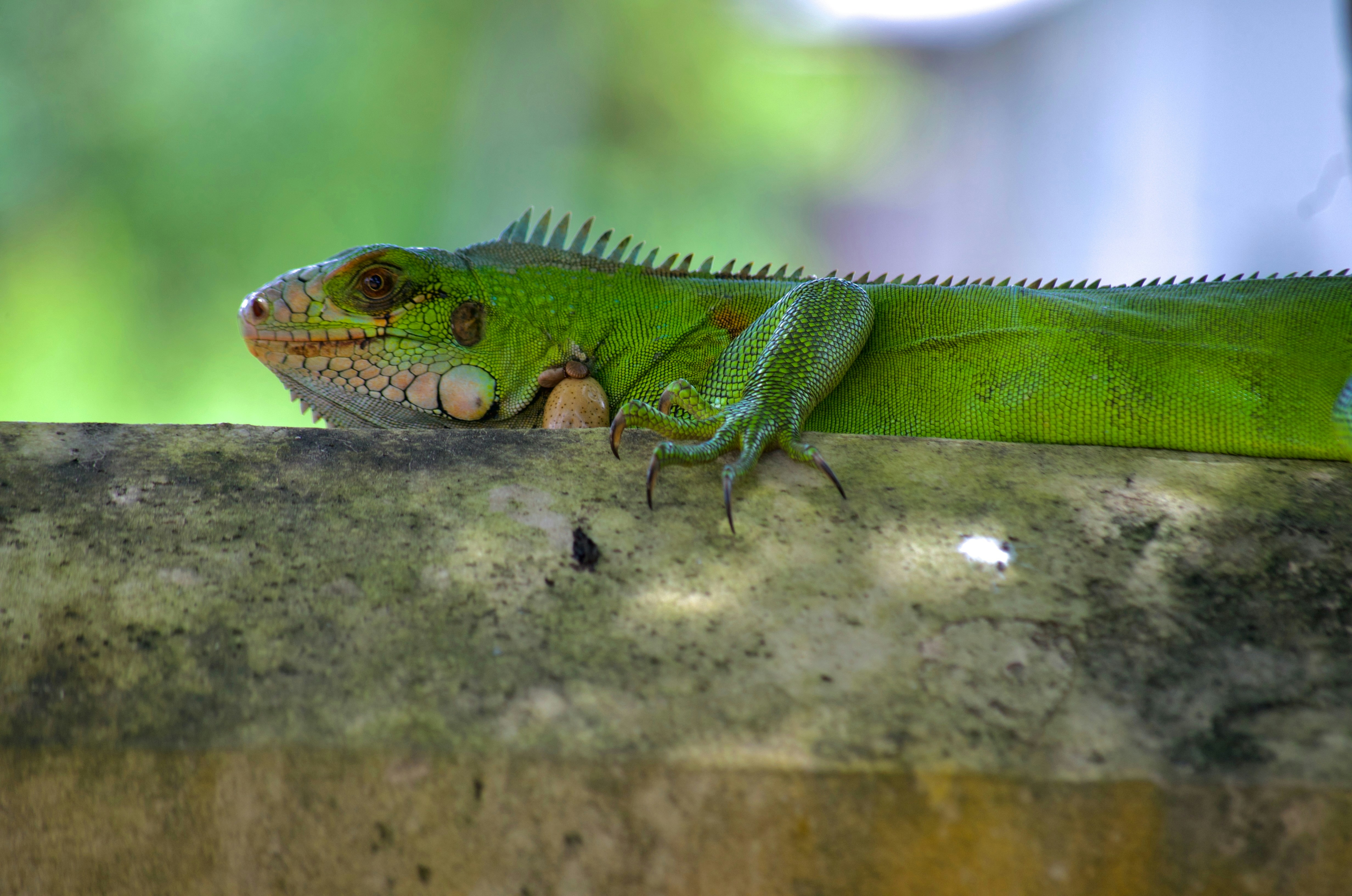 Stay online in the Suriname with a prepaid eSIM from eSIMlii. Instant activation, no roaming charges, and reliable coverage.