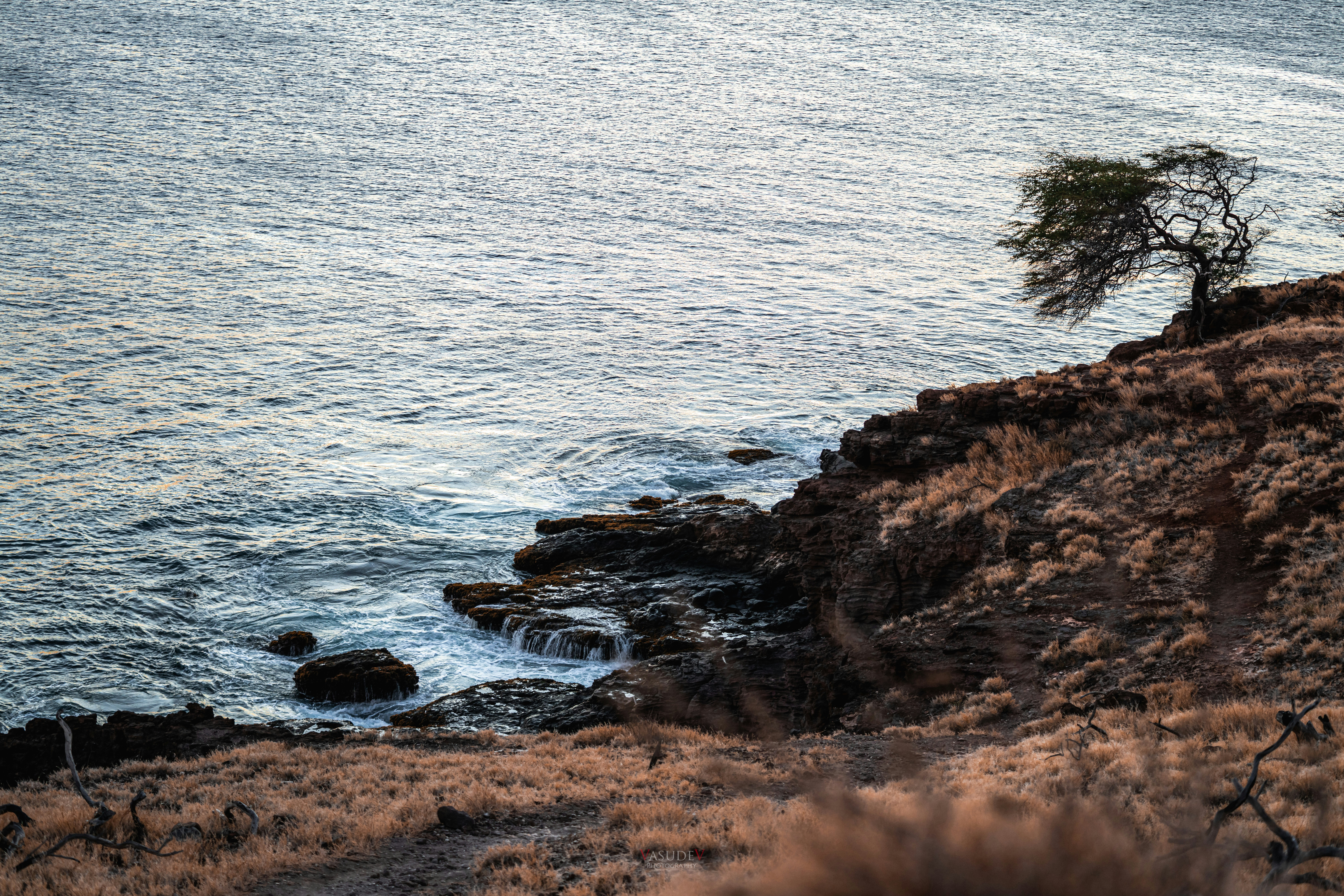 A lone tree on a rocky cliff overlooking the ocean