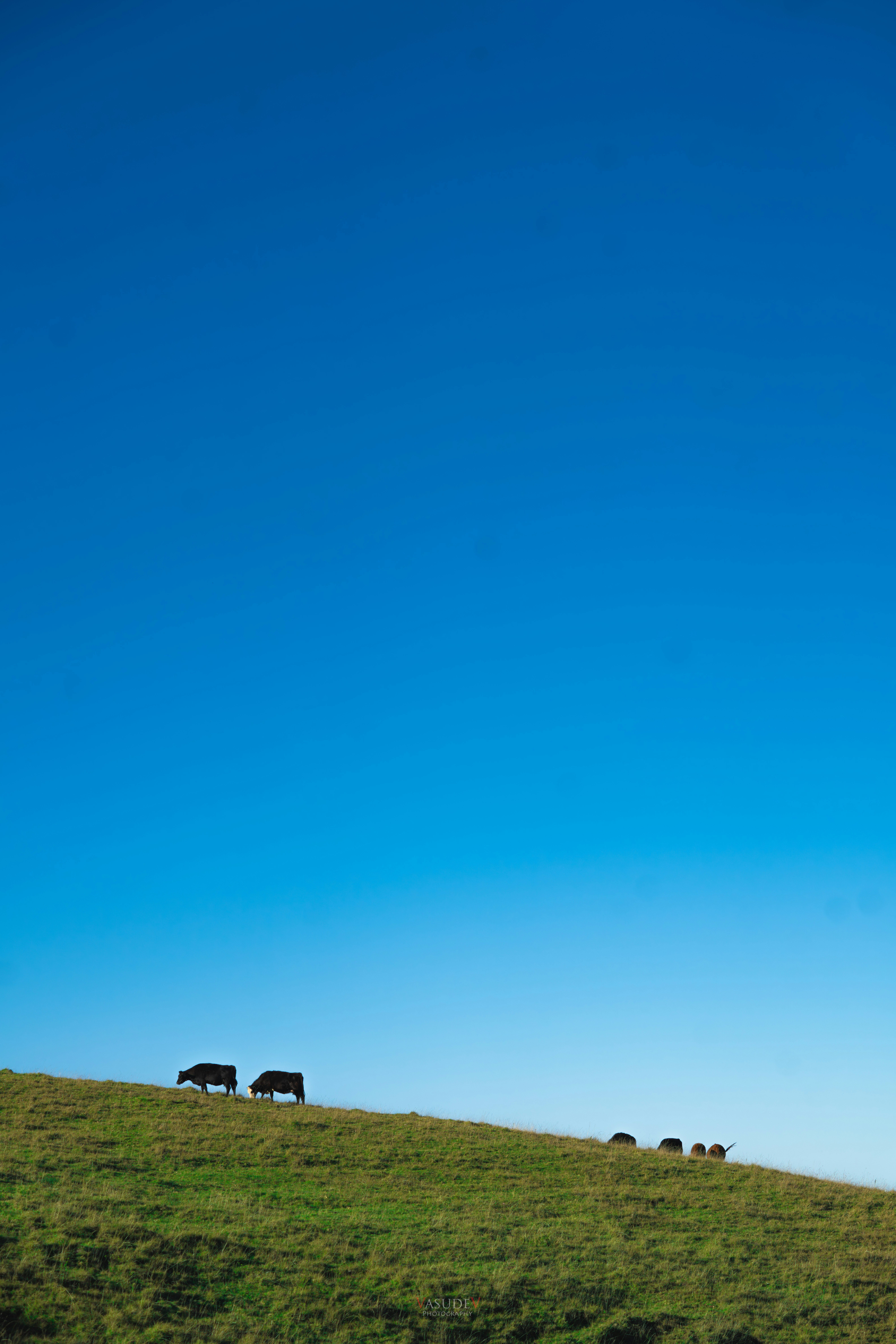 Photo by vasupendyalaa