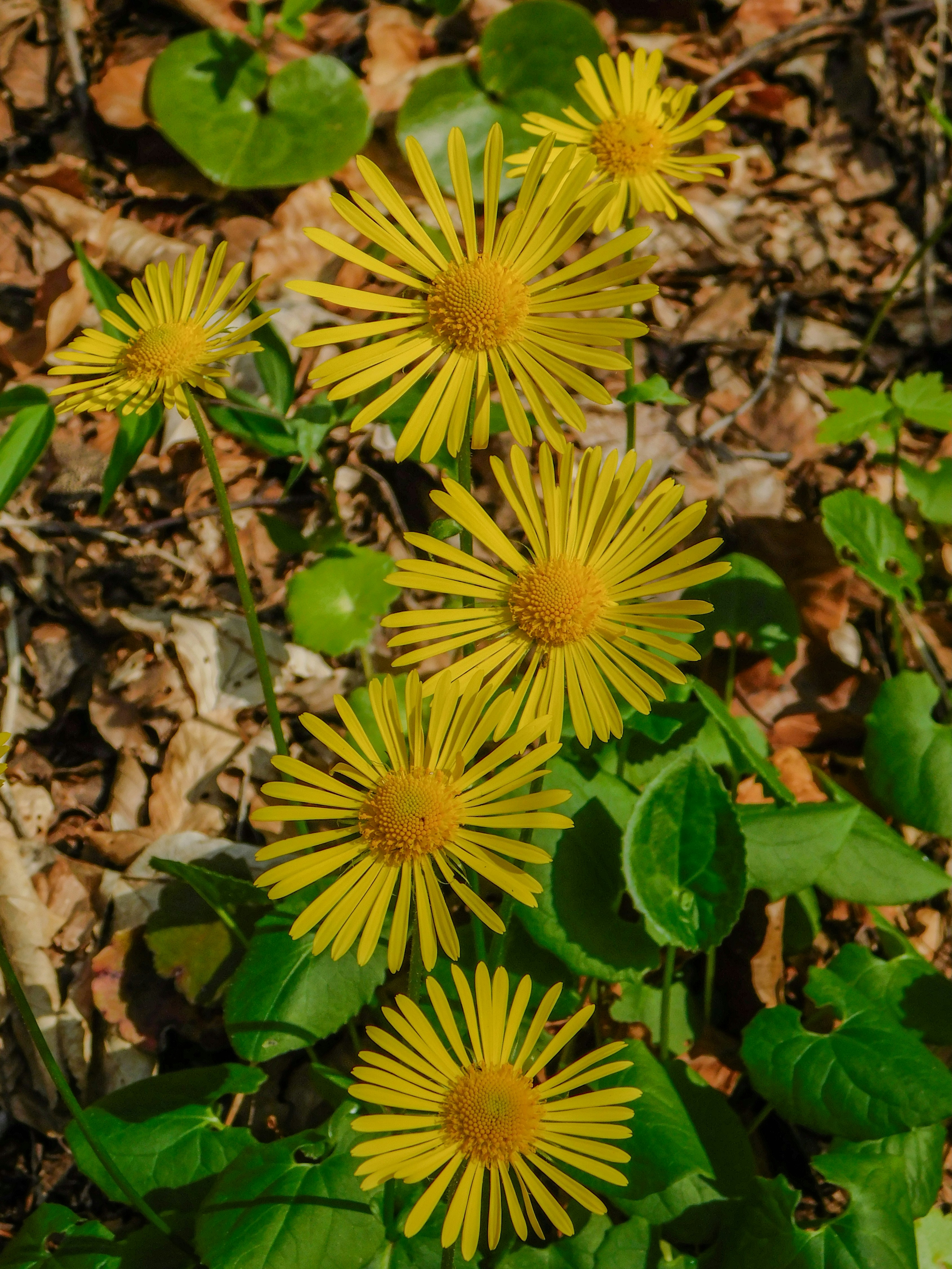 A group of yellow flowers sitting on top of a forest floor