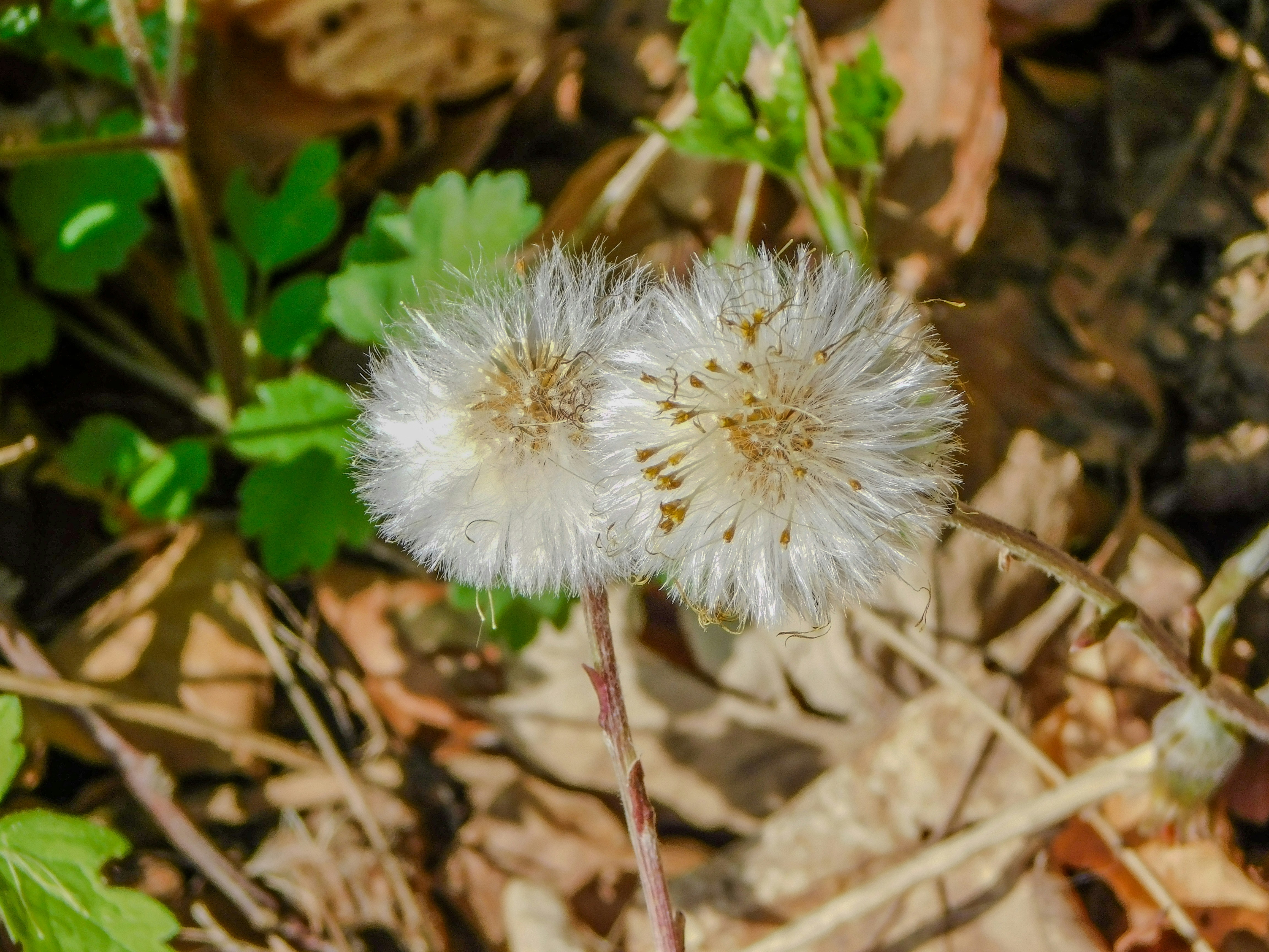 A close up of a dandelion on the ground