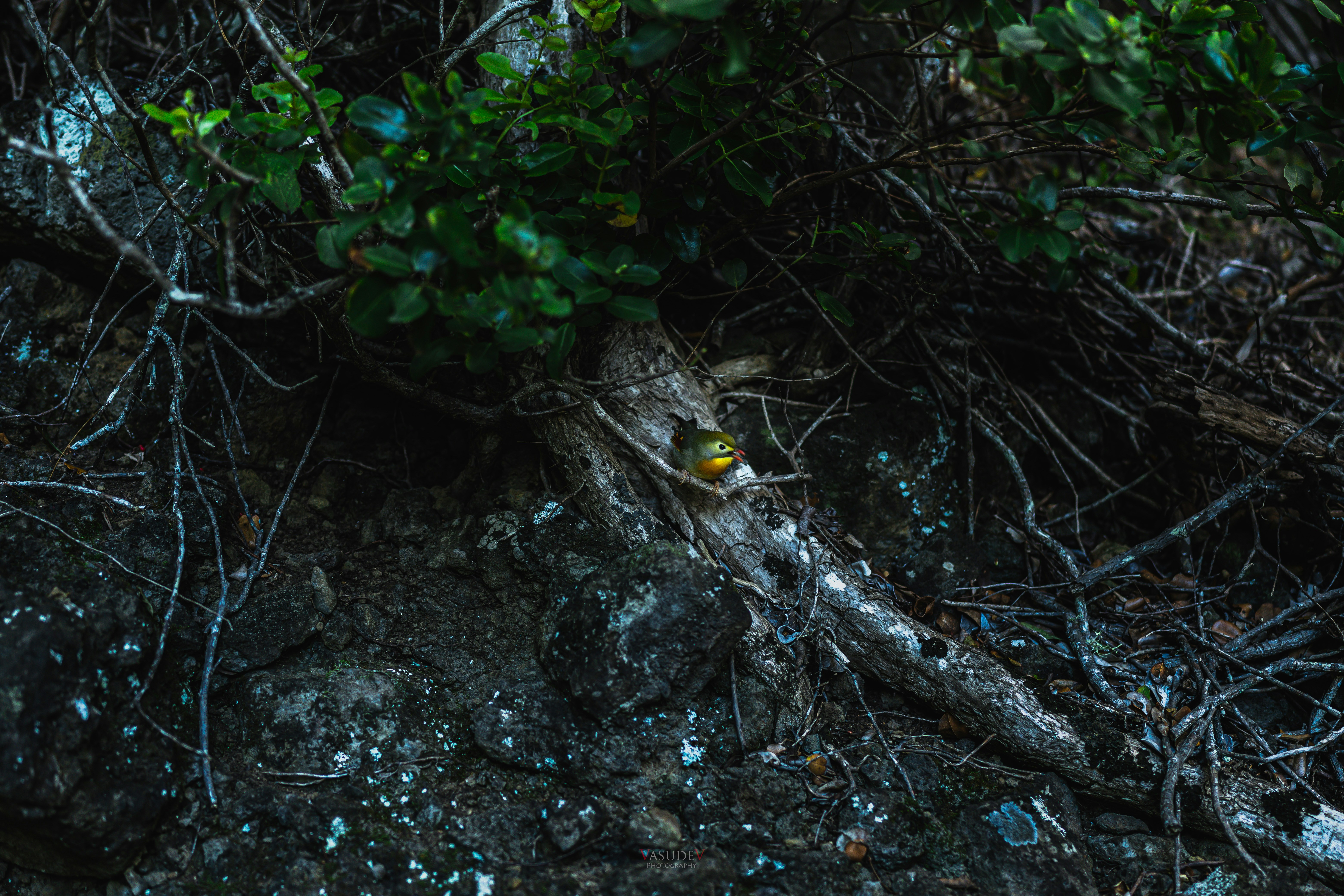 Photo by vasupendyalaa