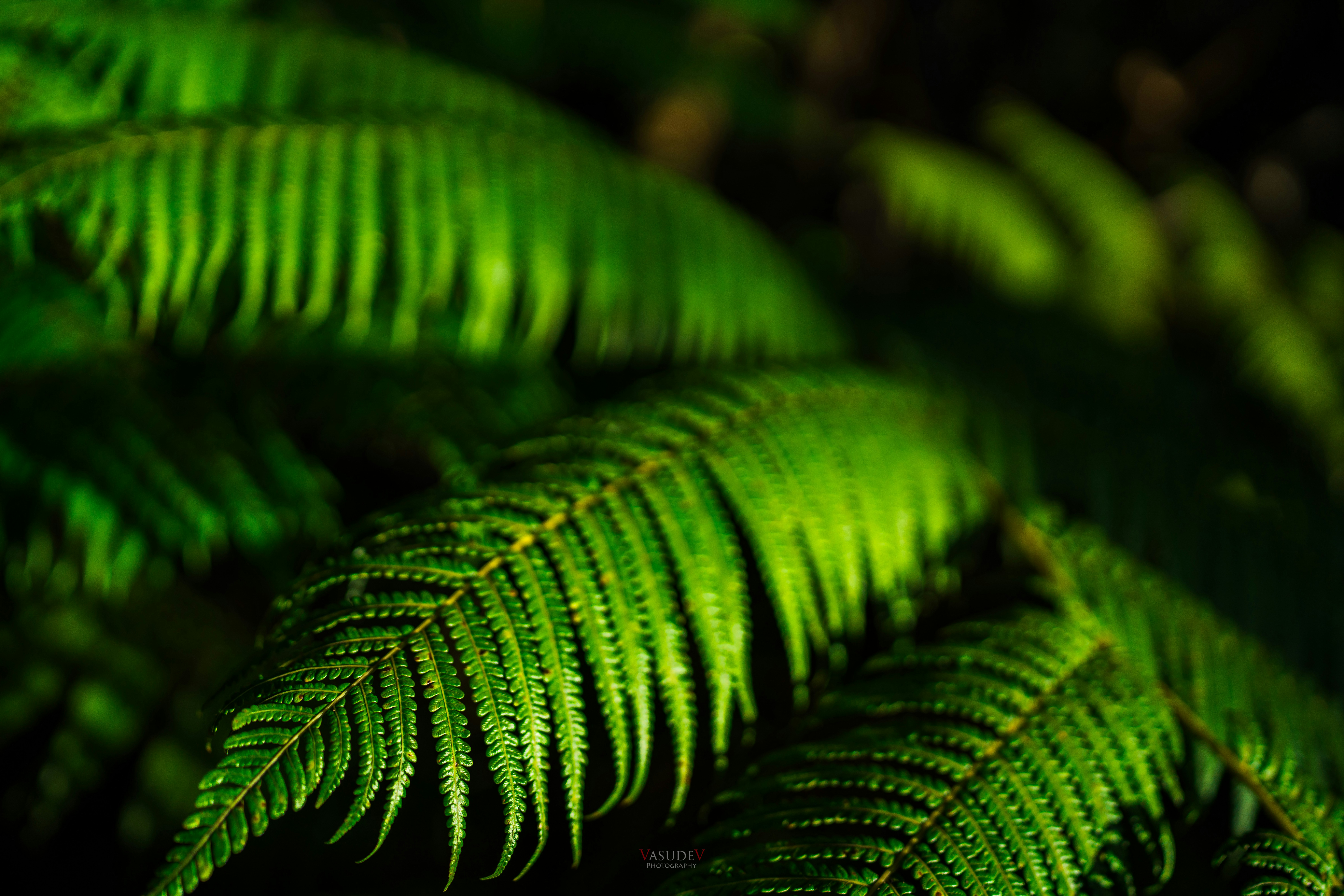 Photo by vasupendyalaa