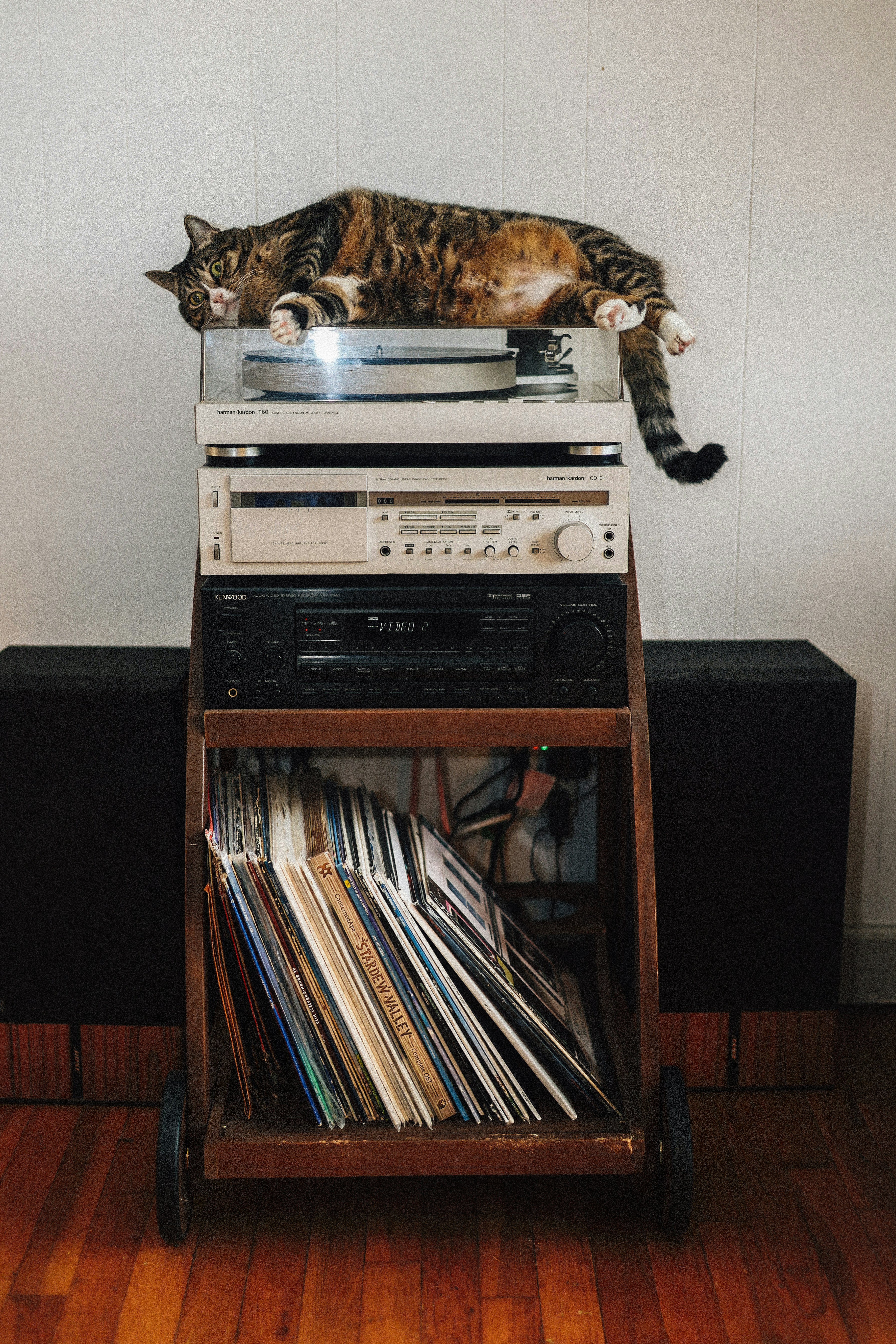 They Choose the Highest Perch (image credits: unsplash)