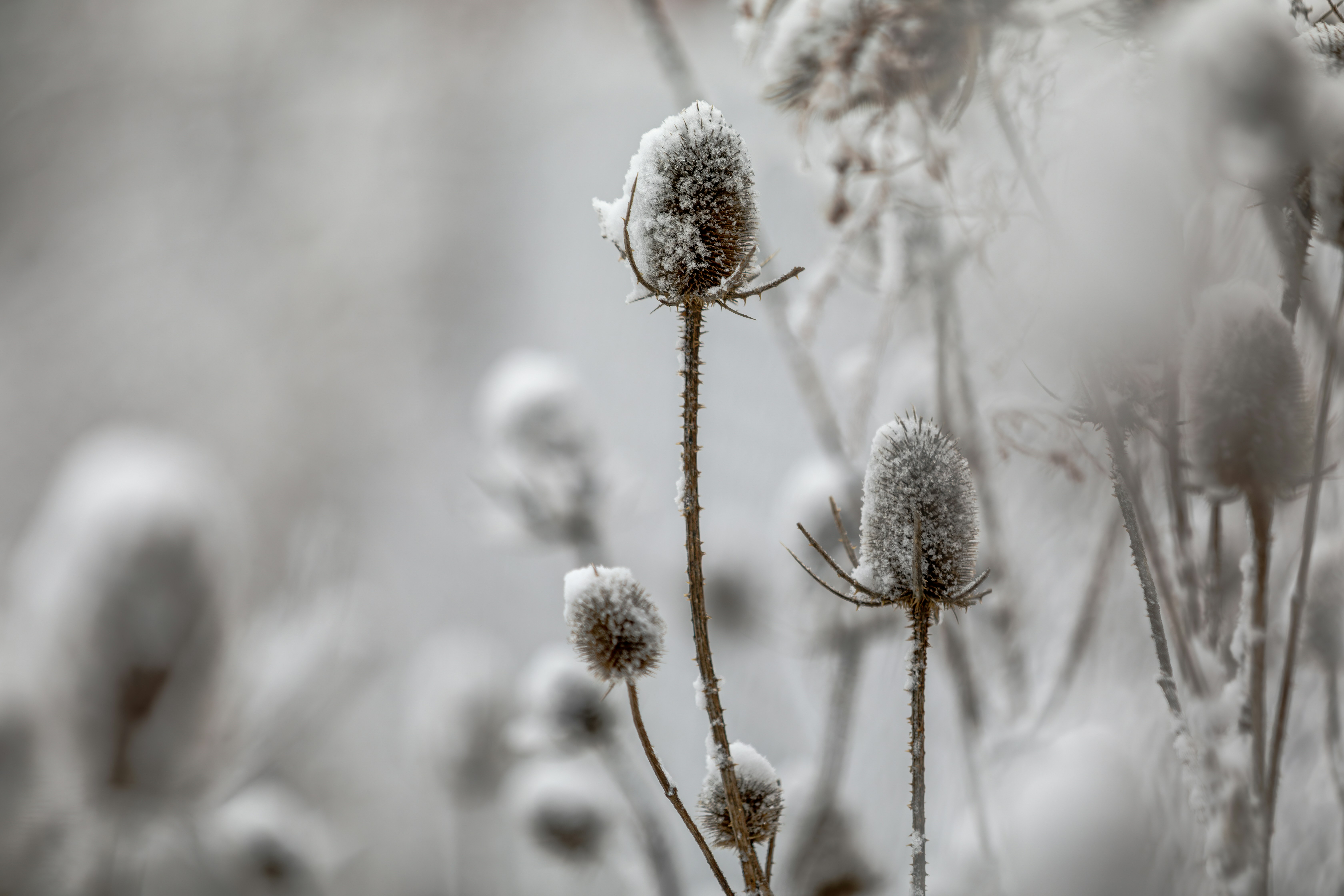 Photo by ovidiugruescu