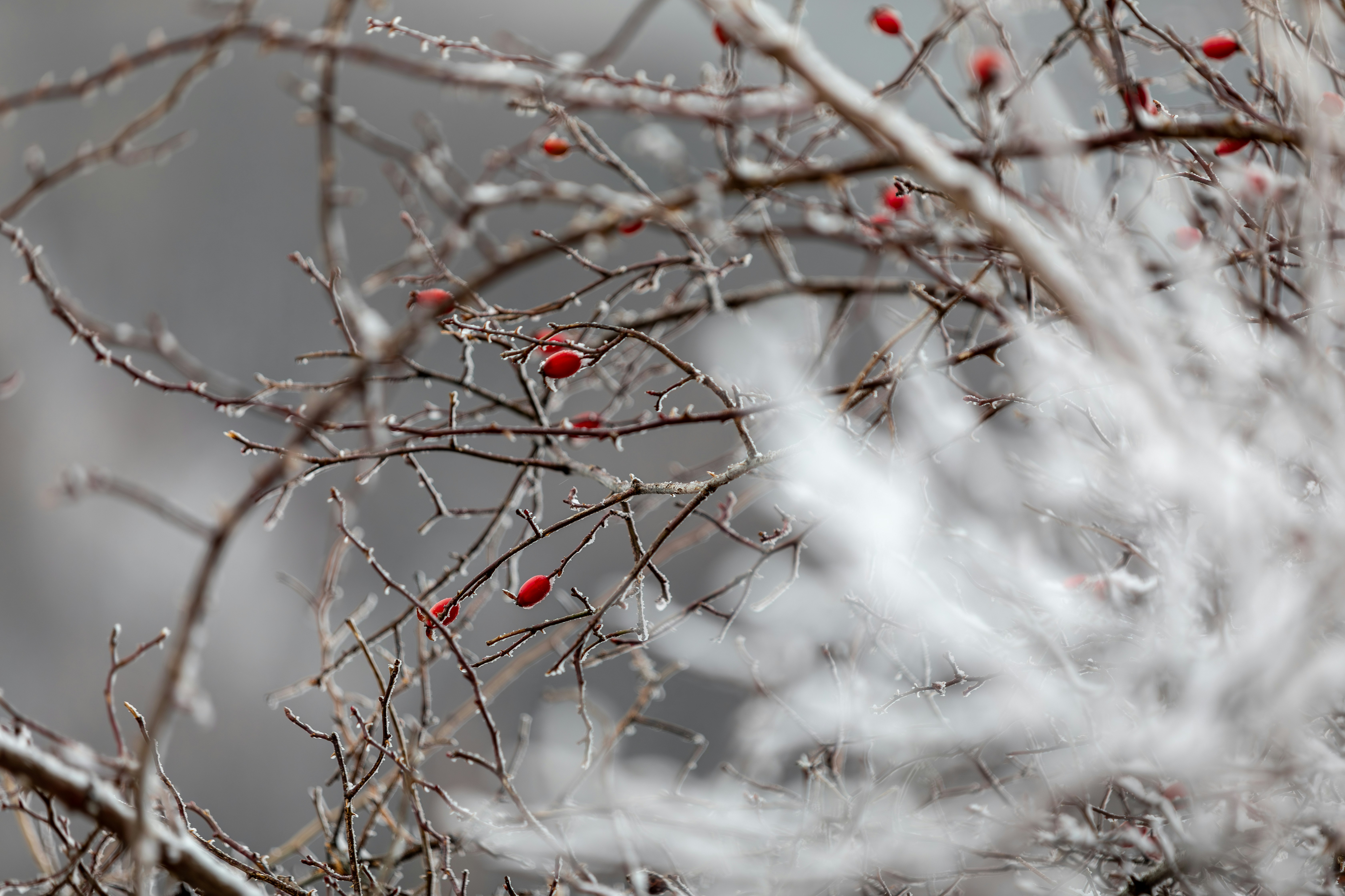 Photo by ovidiugruescu