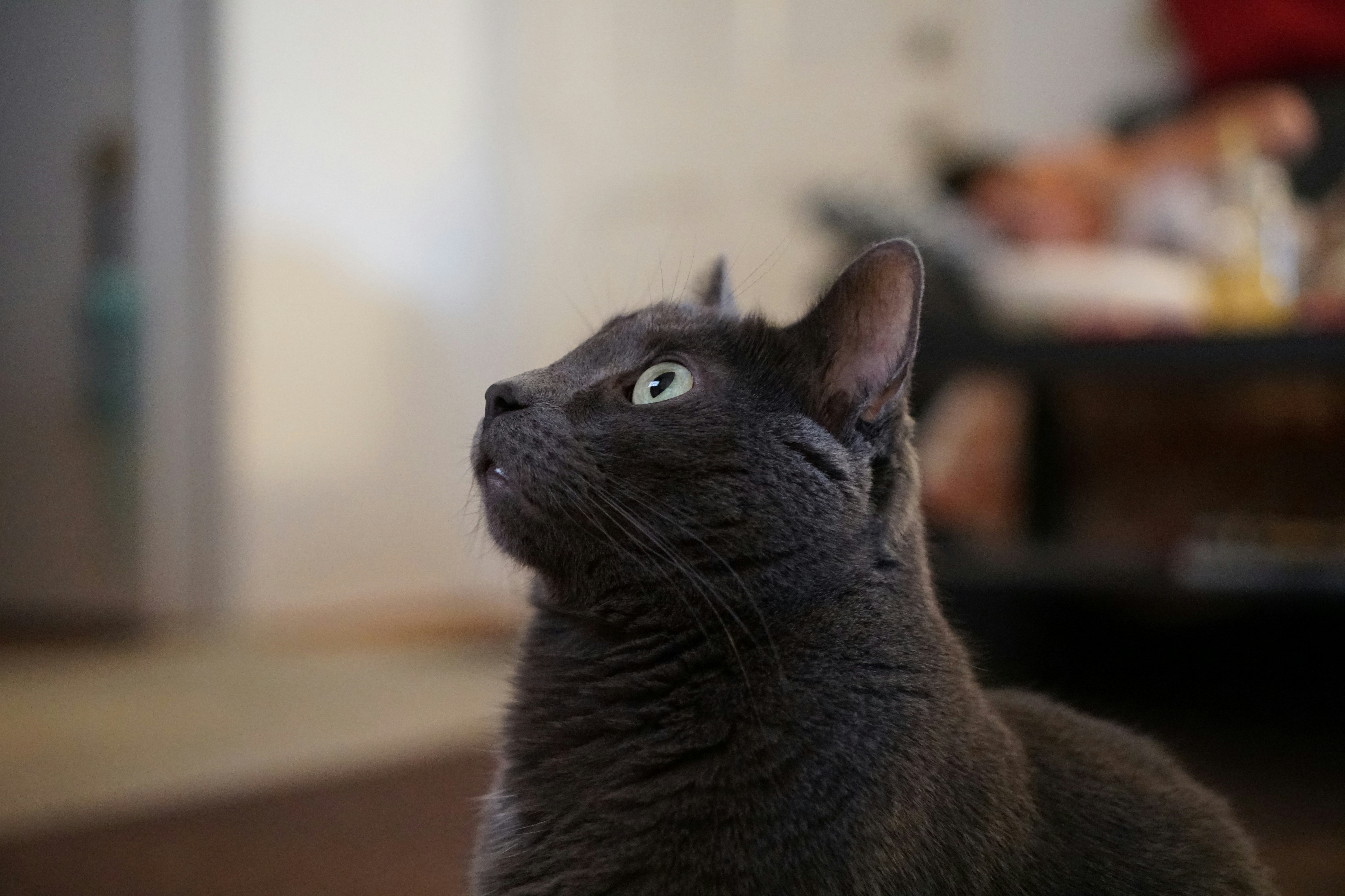 見上げる黒猫の接写