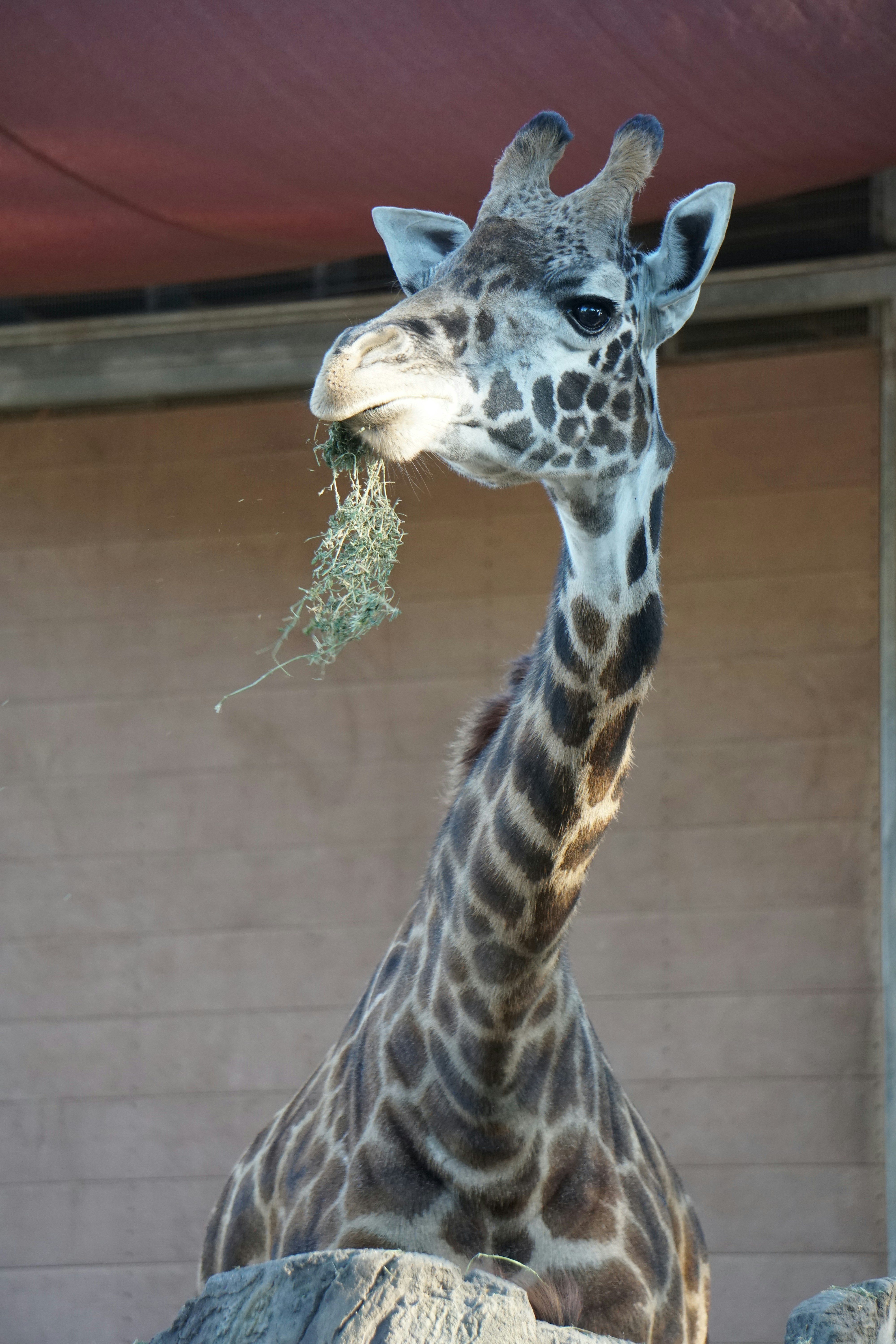 建物の隣に立って草を食べるキリン