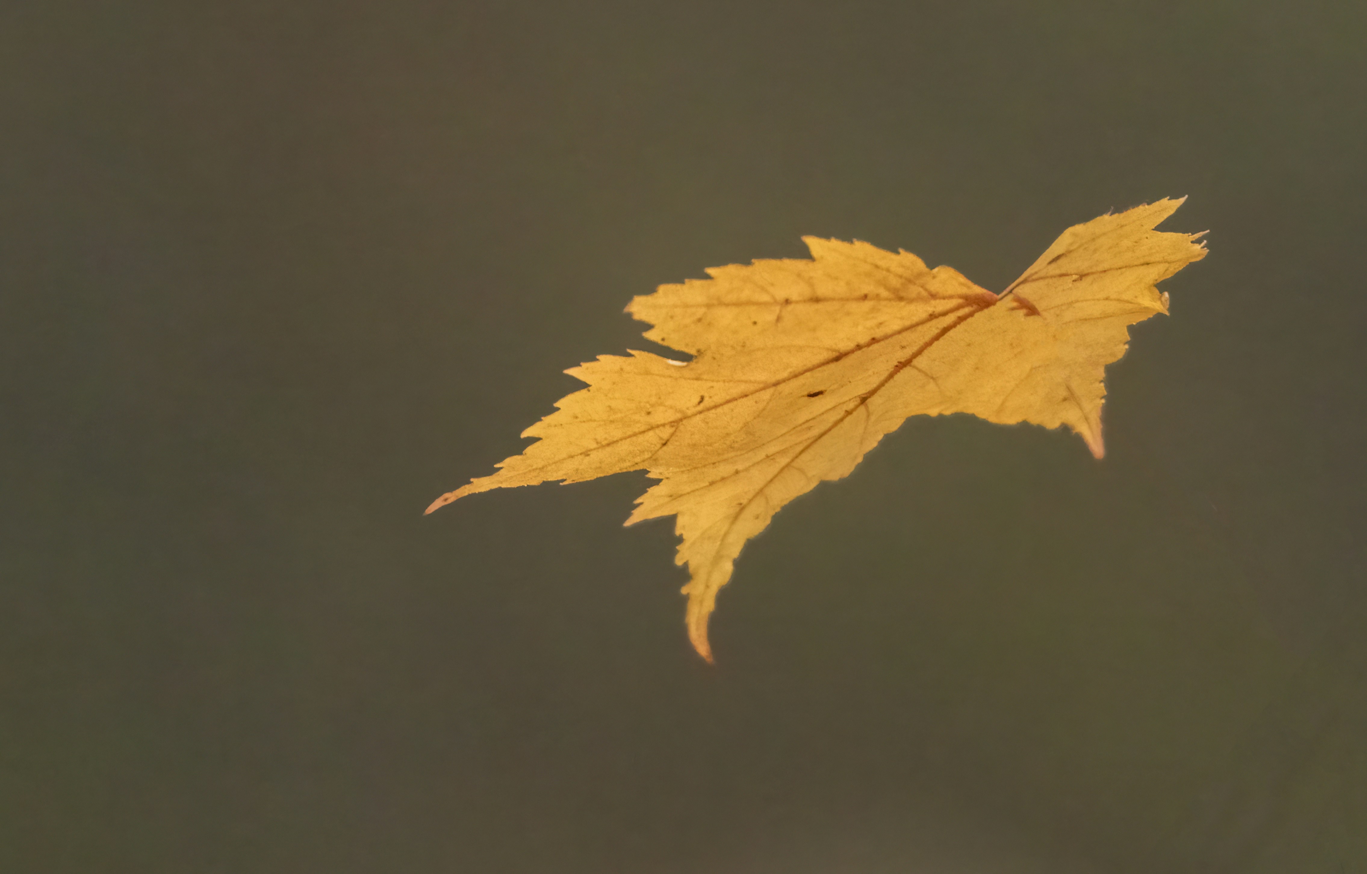 A single yellow leaf floating in the air