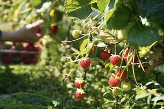 Health Vibes- boost your happy hormones  & grow strawberries to eat