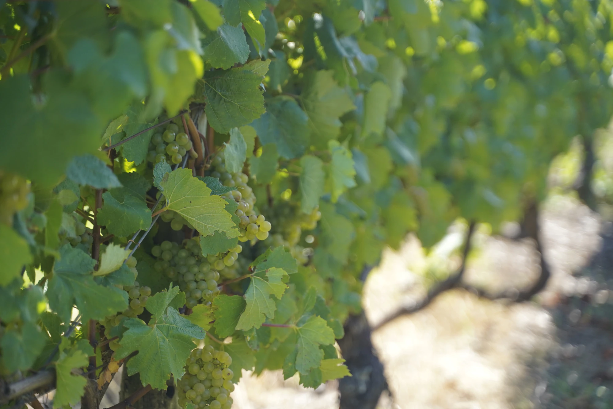 Rows of green vines in the vineyard