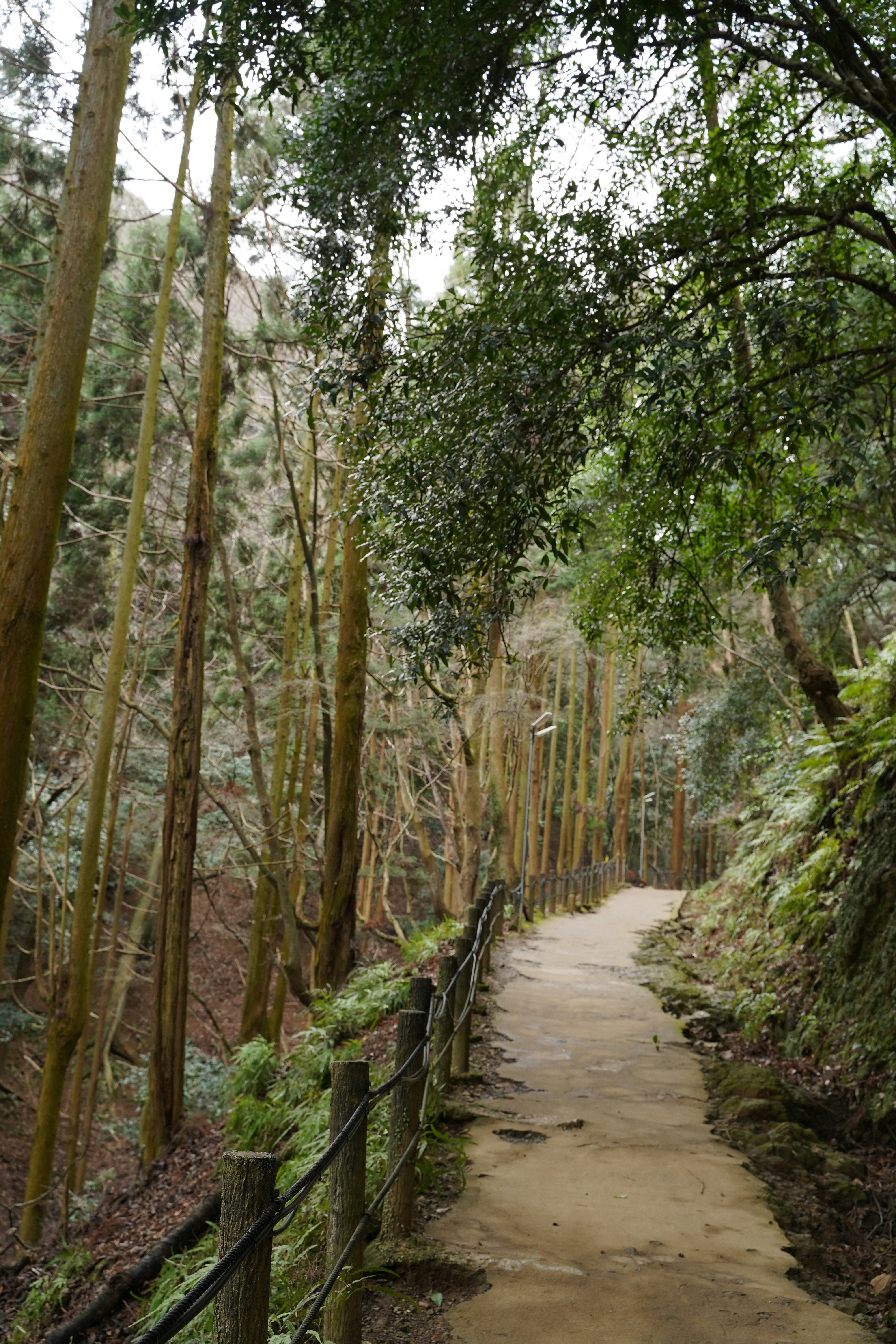 Forest trail path, ilustrasi artikel Conquer Any Trail: Your Ultimate Guide to Choosing the Right Footwear for Every Terrain 7