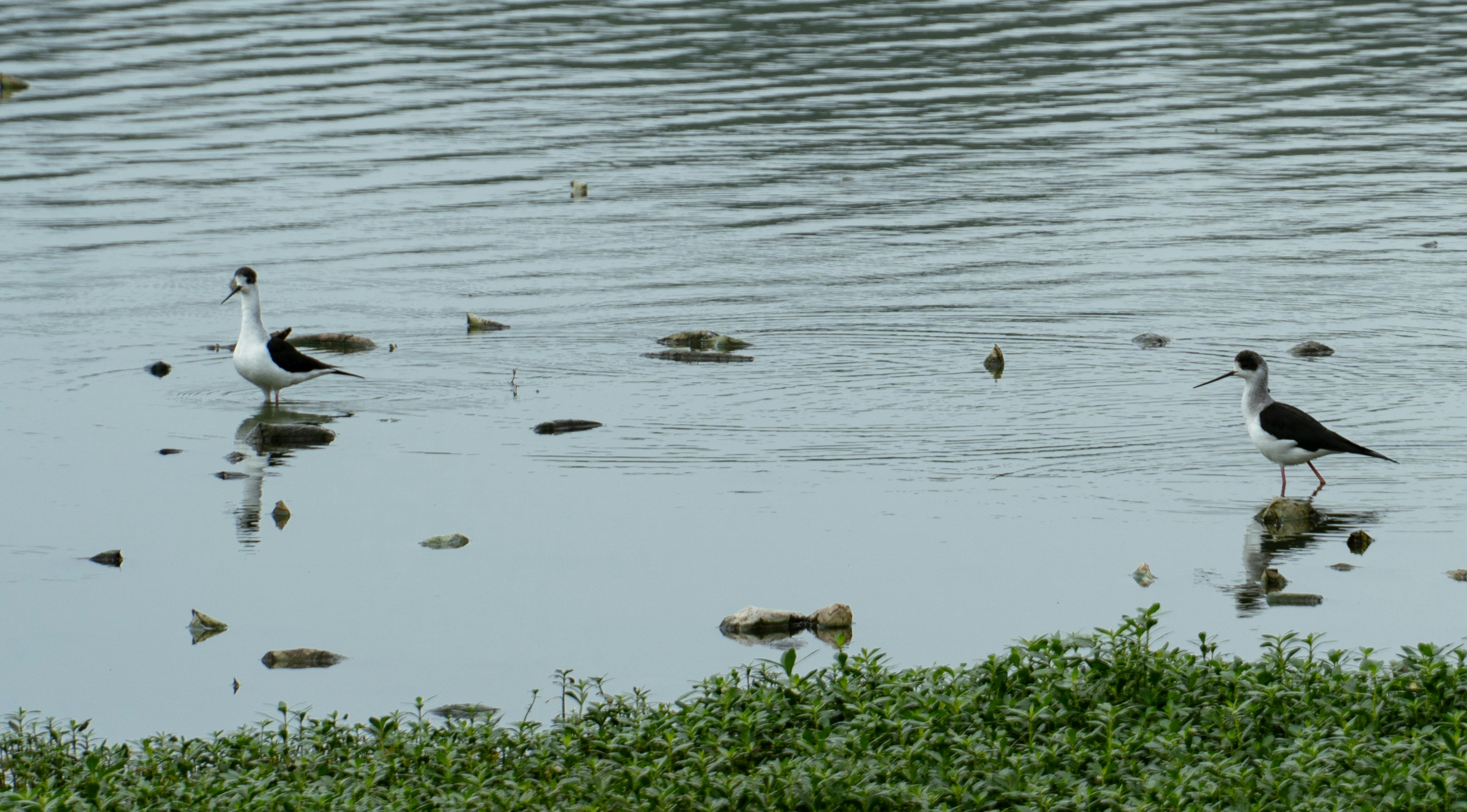 Photo by suhashanjar