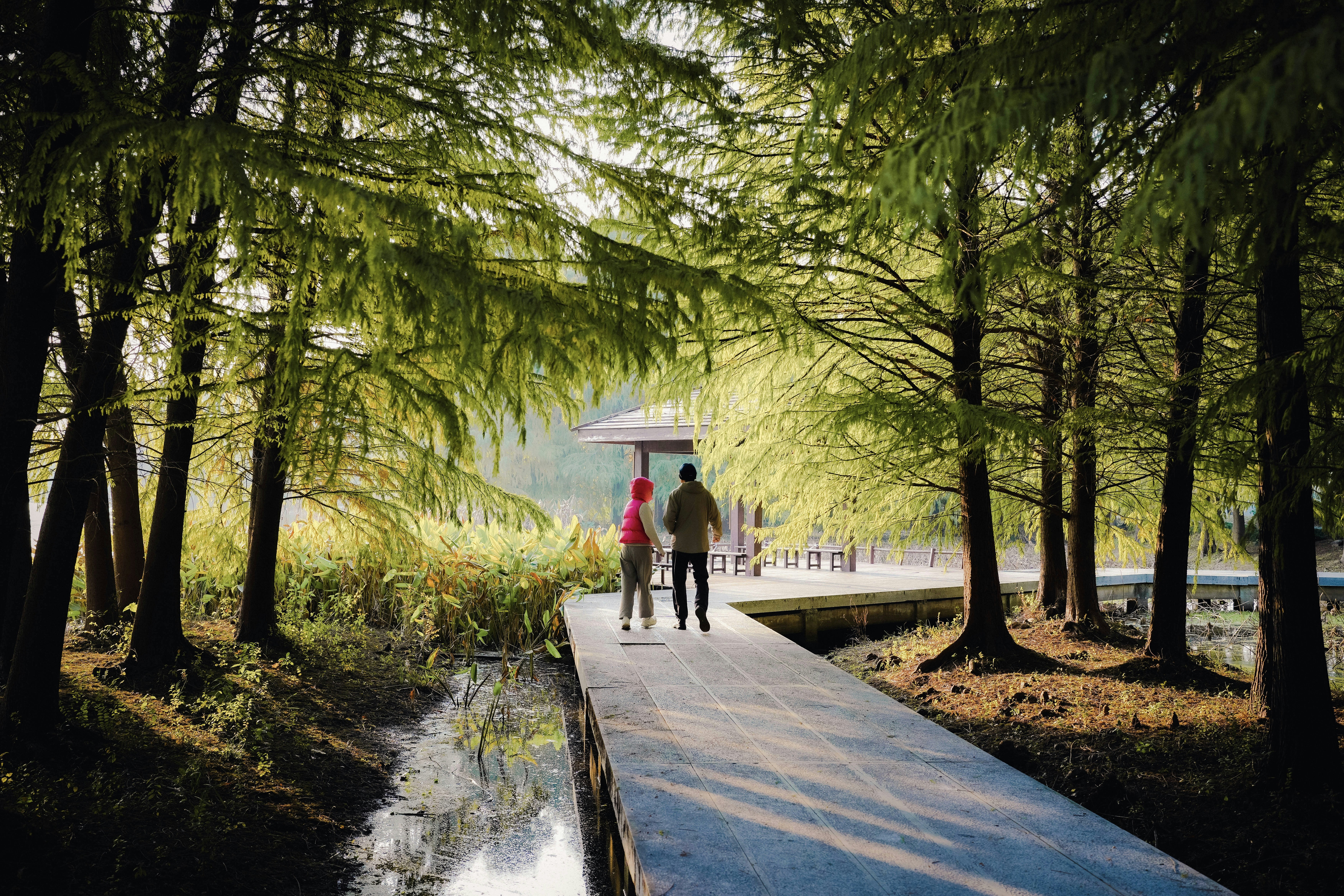 Two people walking a boardwalk among tall trees