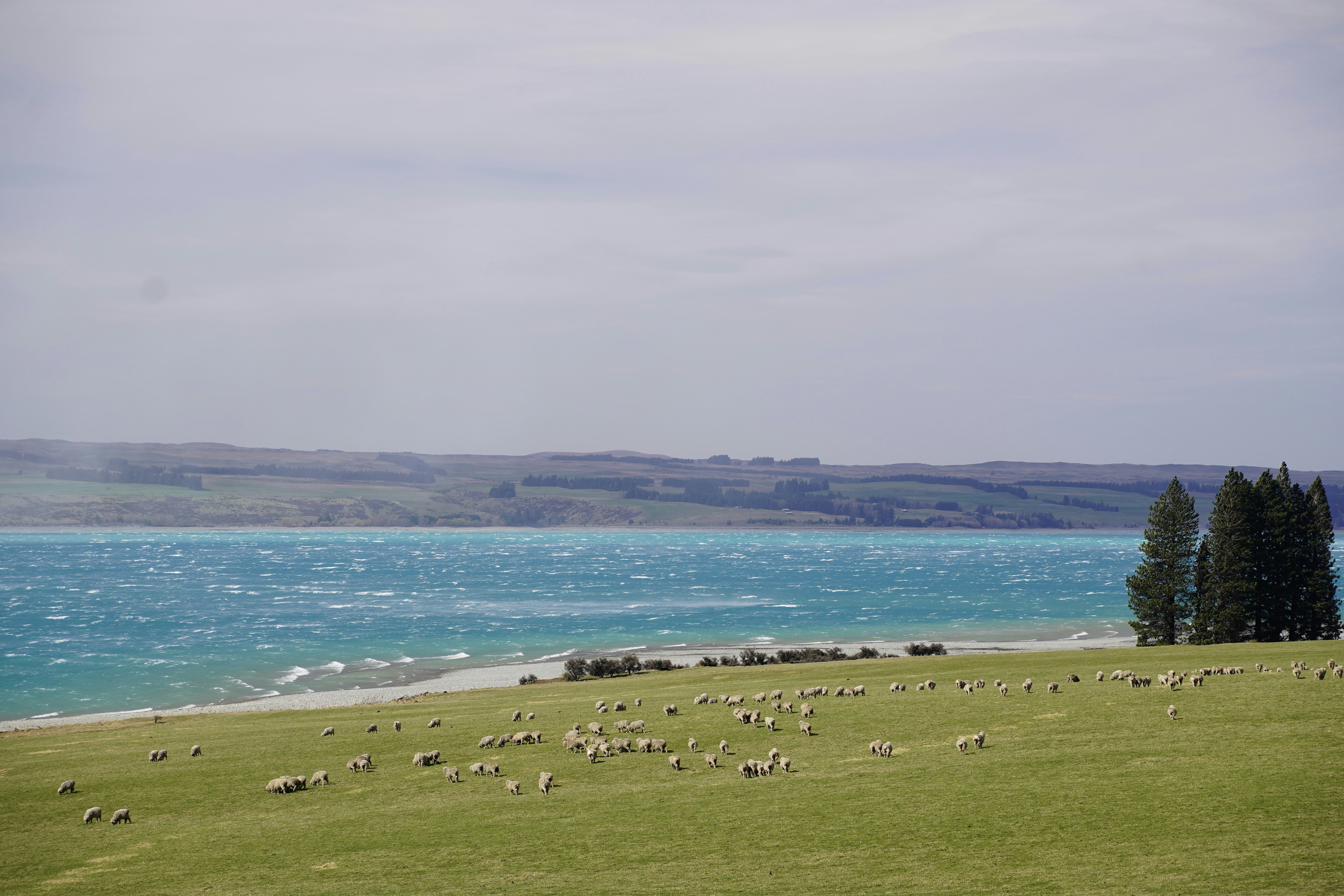 A herd of sheep grazing on a lush green hillside