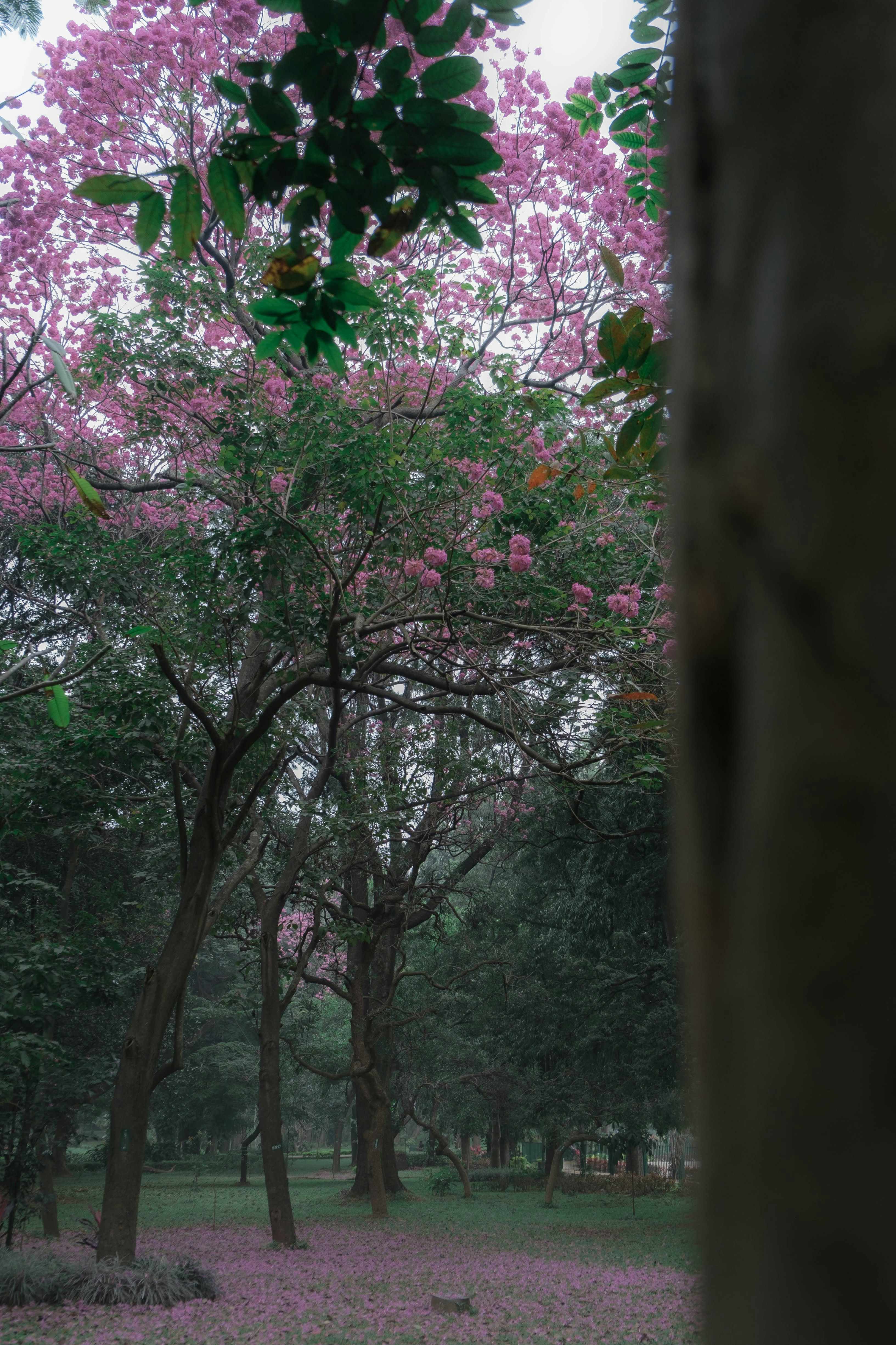 A tree with pink flowers in a park