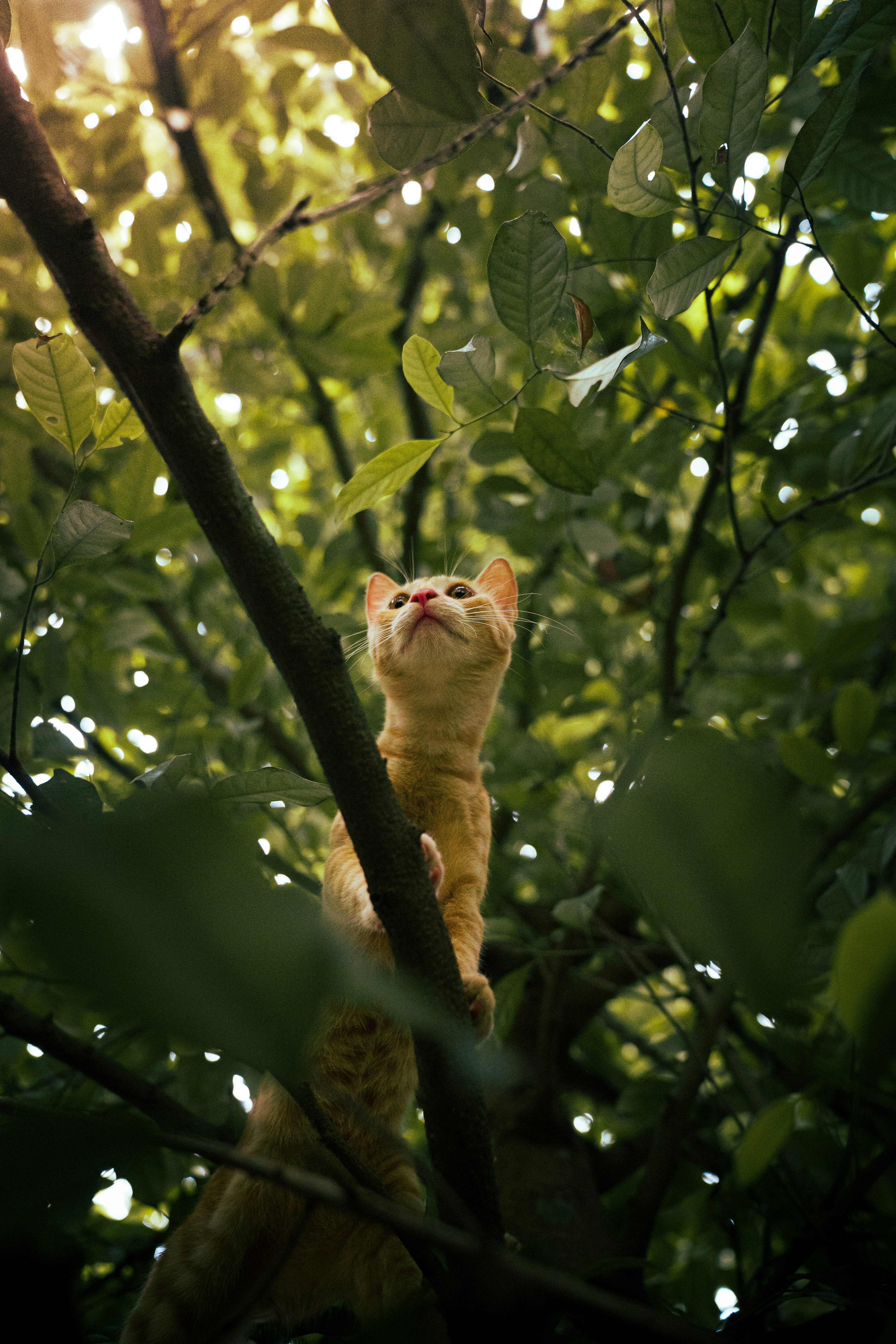 A cat sitting on top of a tree branch