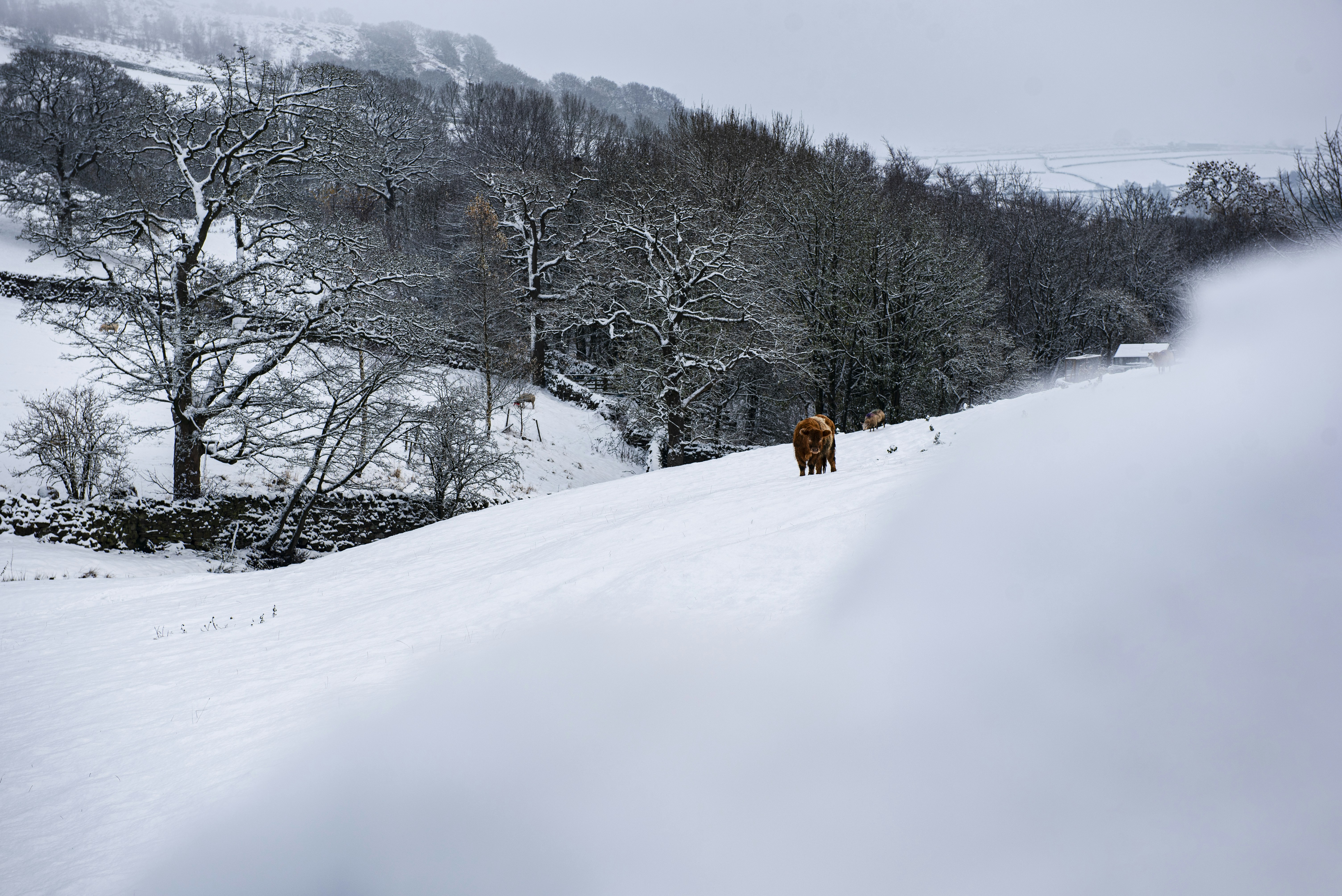 A couple of animals that are standing in the snow